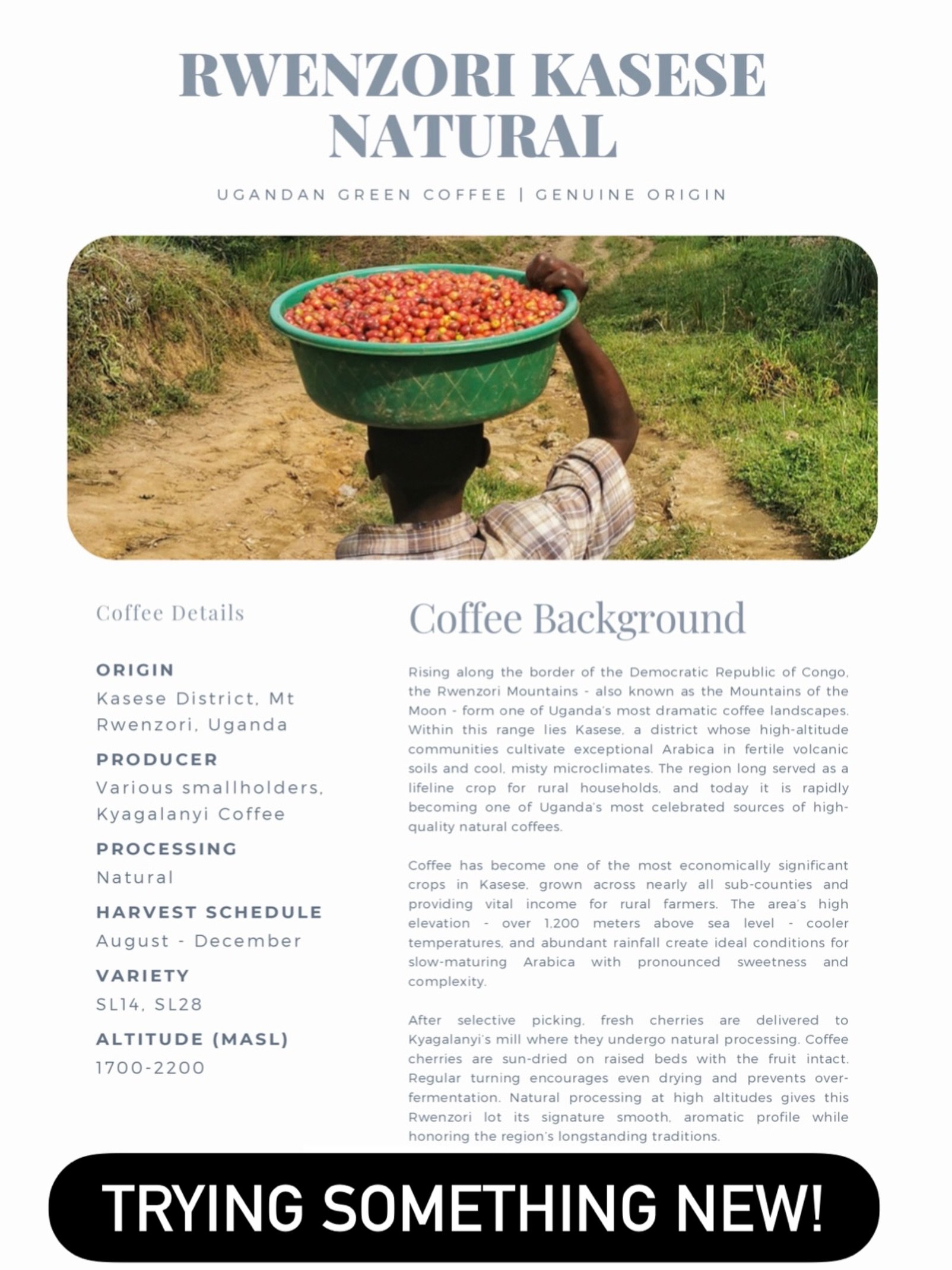 Brand new natural process incoming! Excited to try this Ugandan coffee. SL14, SL28 varieties tend to be amazing coffees!