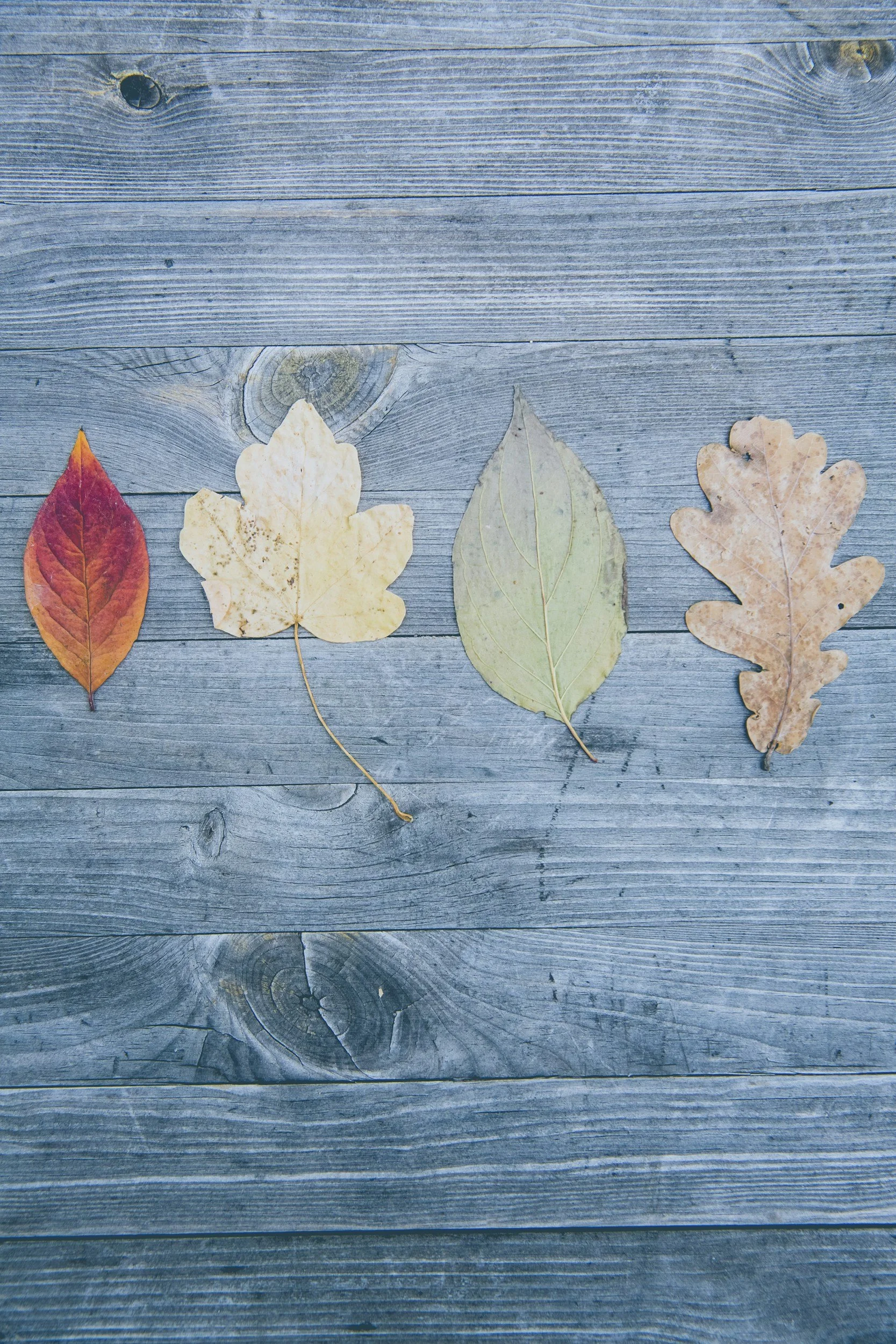 Four fallen autumn leaves of different shapes and colors are arranged on a weathered gray wooden surface.