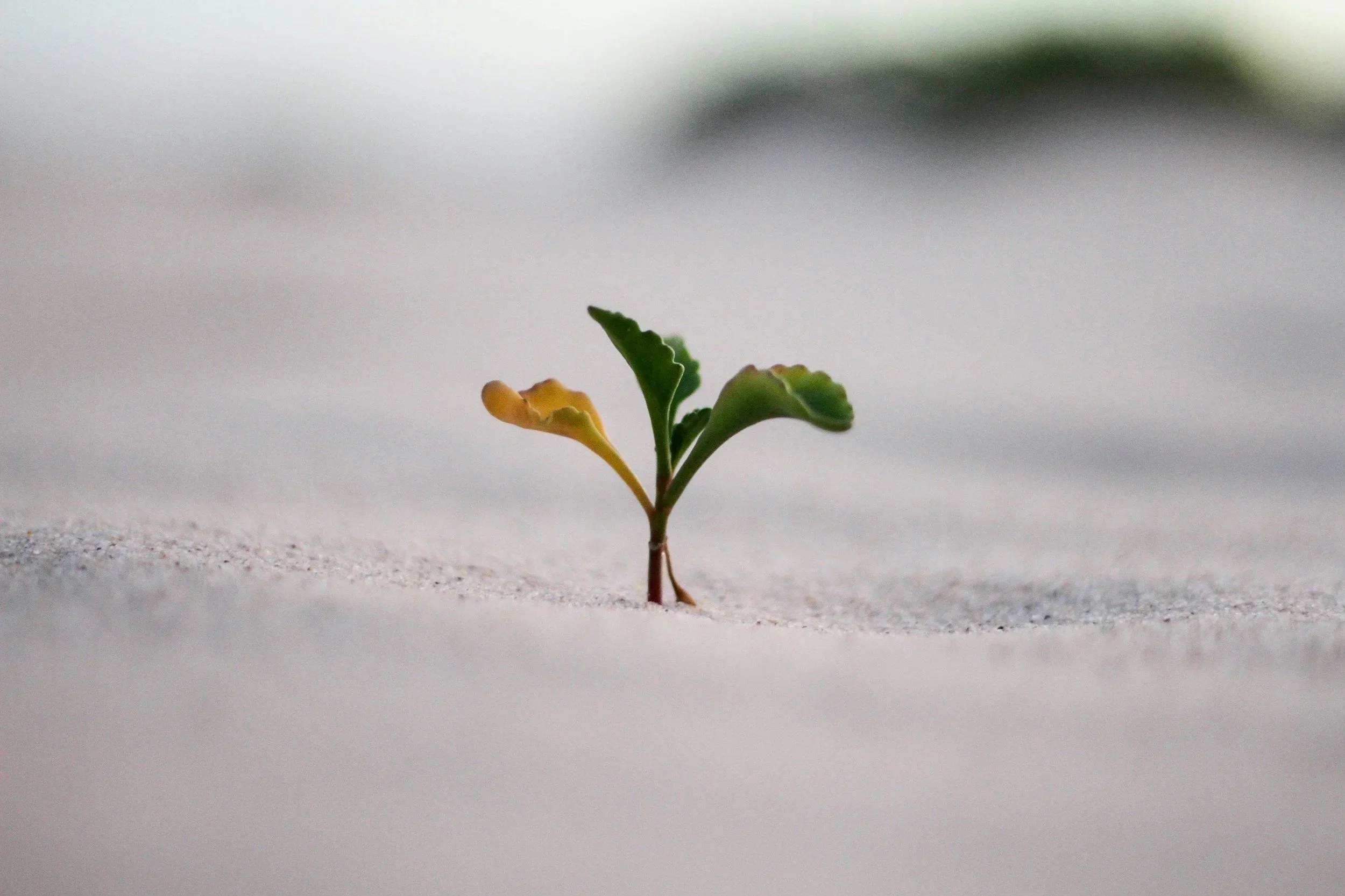 A small green sprout emerging from white sand.