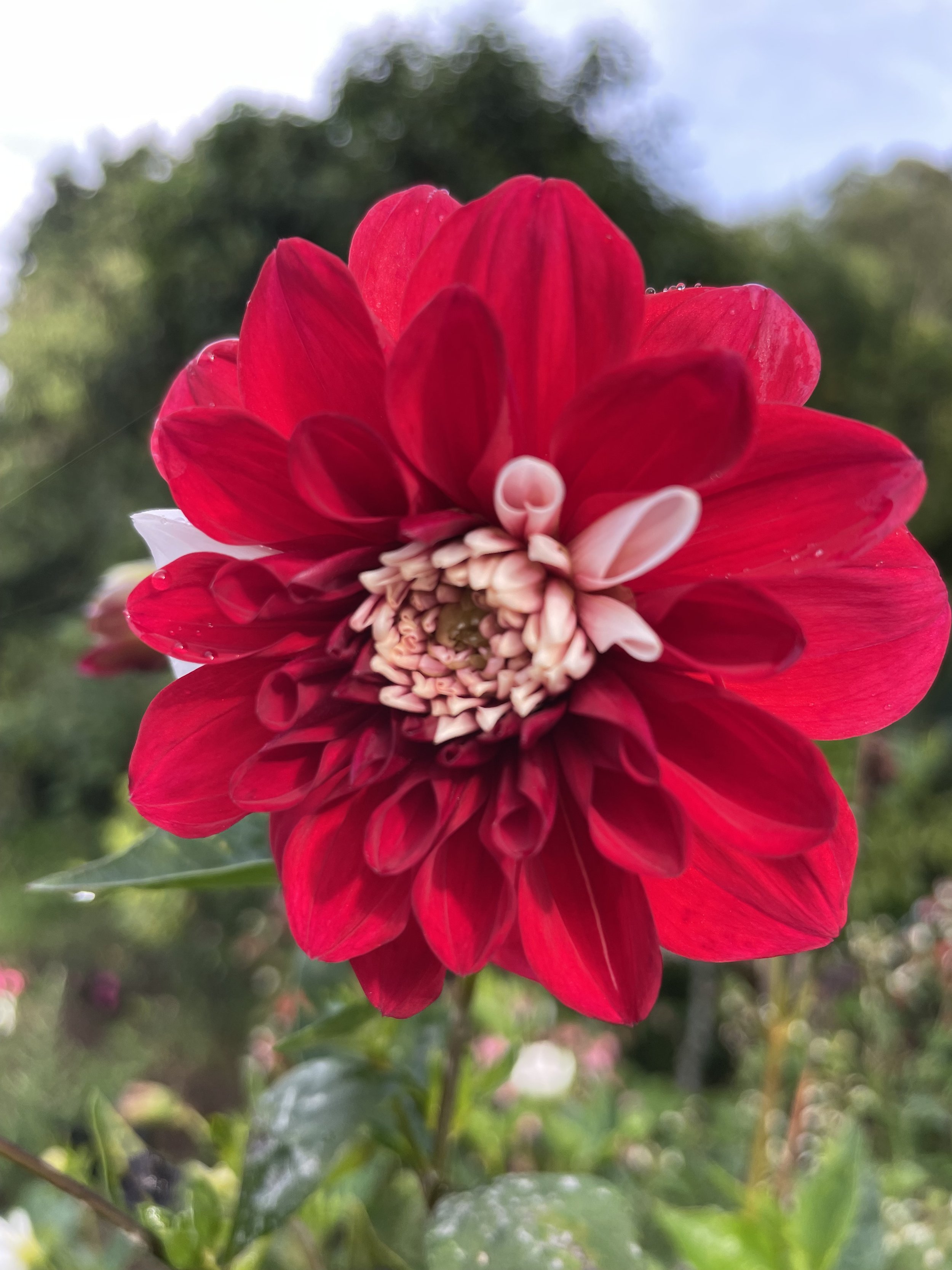 Primer plano de una flor de un rojo intenso.