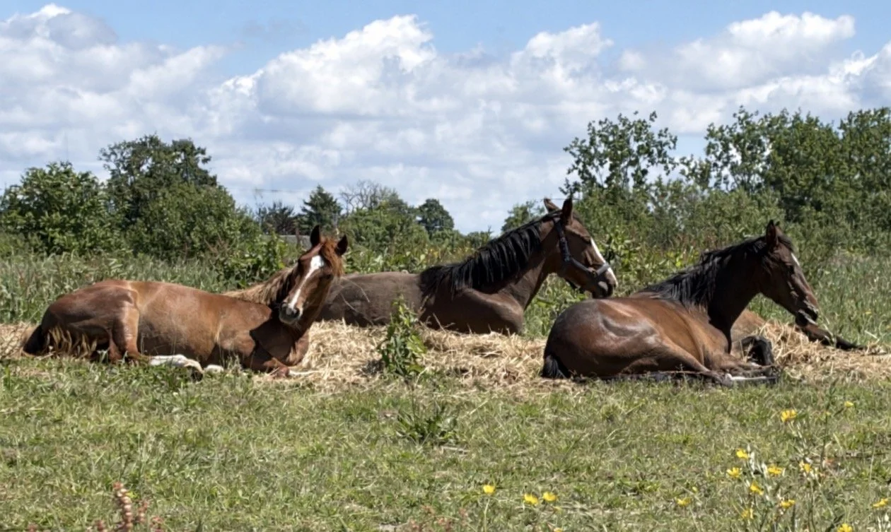 Quatre chevaux bruns reposant dans un champ avec des herbes et des fleurs, sous un ciel partiellement nuageux.