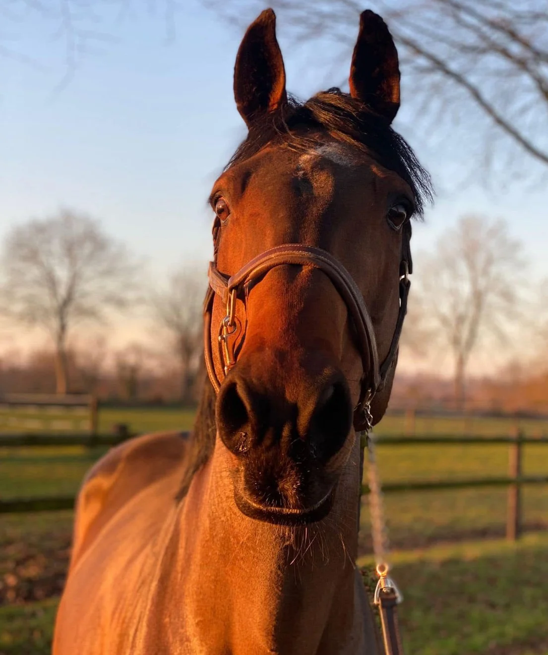 Un cheval marron avec un licol regarde l'objectif, fond d'un pré avec des arbres au crépuscule.