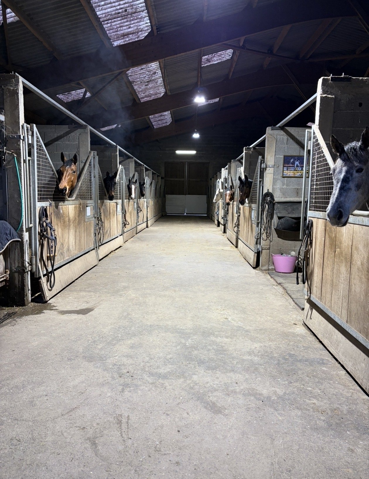 Un box pour chevaux dans une écurie, avec plusieurs chevaux regardant à travers les grilles, sous un toit en métal avec des lucarnes.