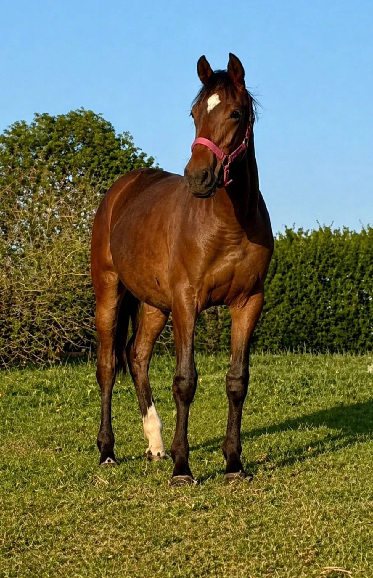 Jeune cheval brun avec une tache blanche sur le visage, debout dans un champ vert, avec des arbres en arrière-plan, ciel bleu clair, portant une halter rose.