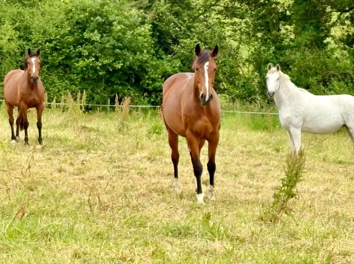 Trois chevaux dans un champ avec des arbres en arrière-plan, un cheval marron au centre et un gris à droite, un autre marron à gauche.