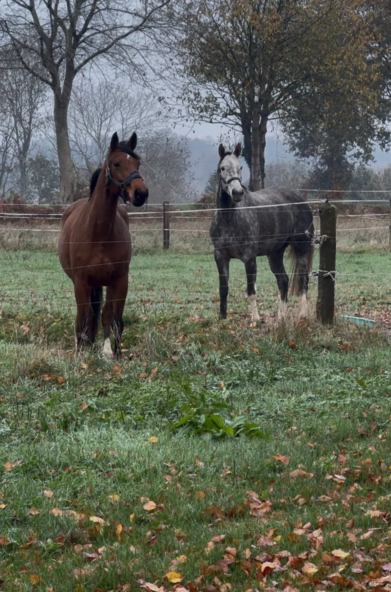 Deux chevaux, un marron et un gris avec taches blanches, dans un champ en automne avec des arbres aux feuilles tombées et un ciel brumeux.