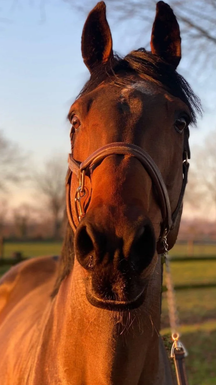 Un cheval marron avec une bride, vue de face, en extérieur au coucher du soleil.