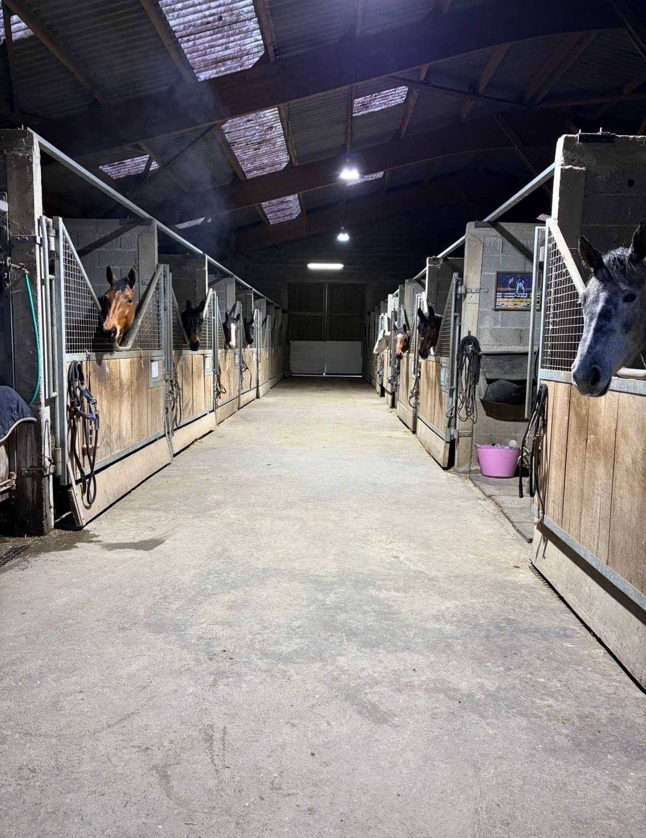 Boxes pour chevaux dans un manège couvert, avec des chevaux regardant vers l'objectif.