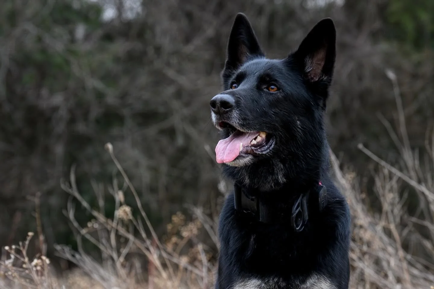 A black dog with pointy ears and a pink tongue outdoors, with a blurred background of bushes and branches.