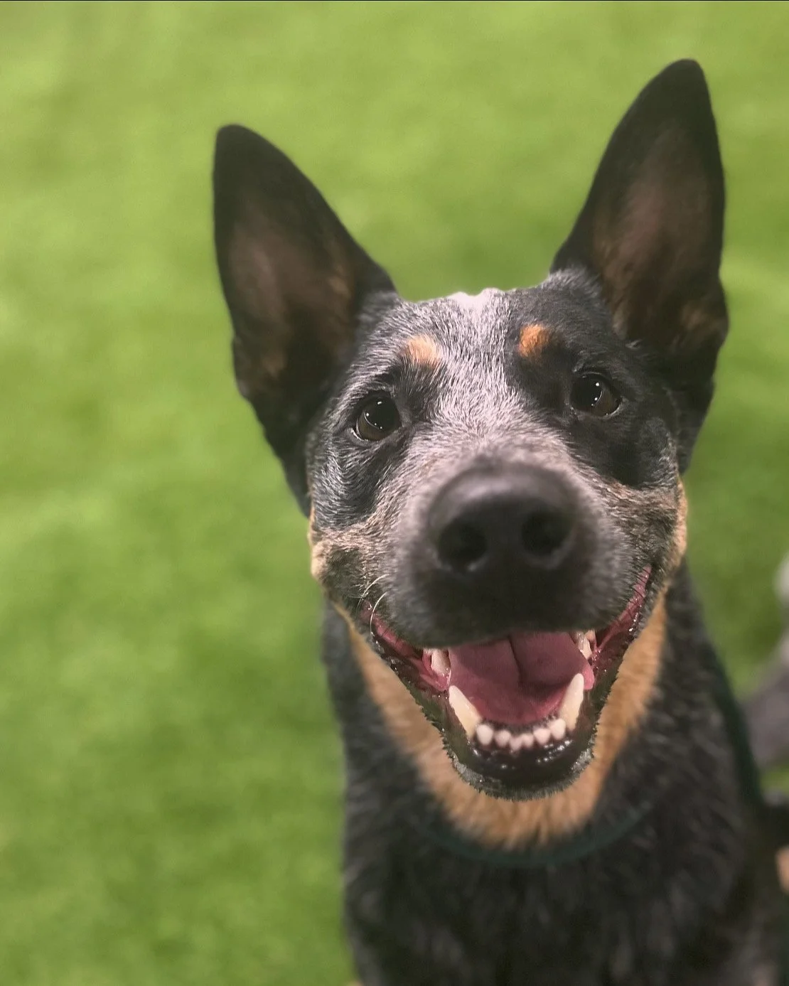 A happy, smiling dog with black and brown fur, large ears, and expressive eyes, standing on a green grassy background.