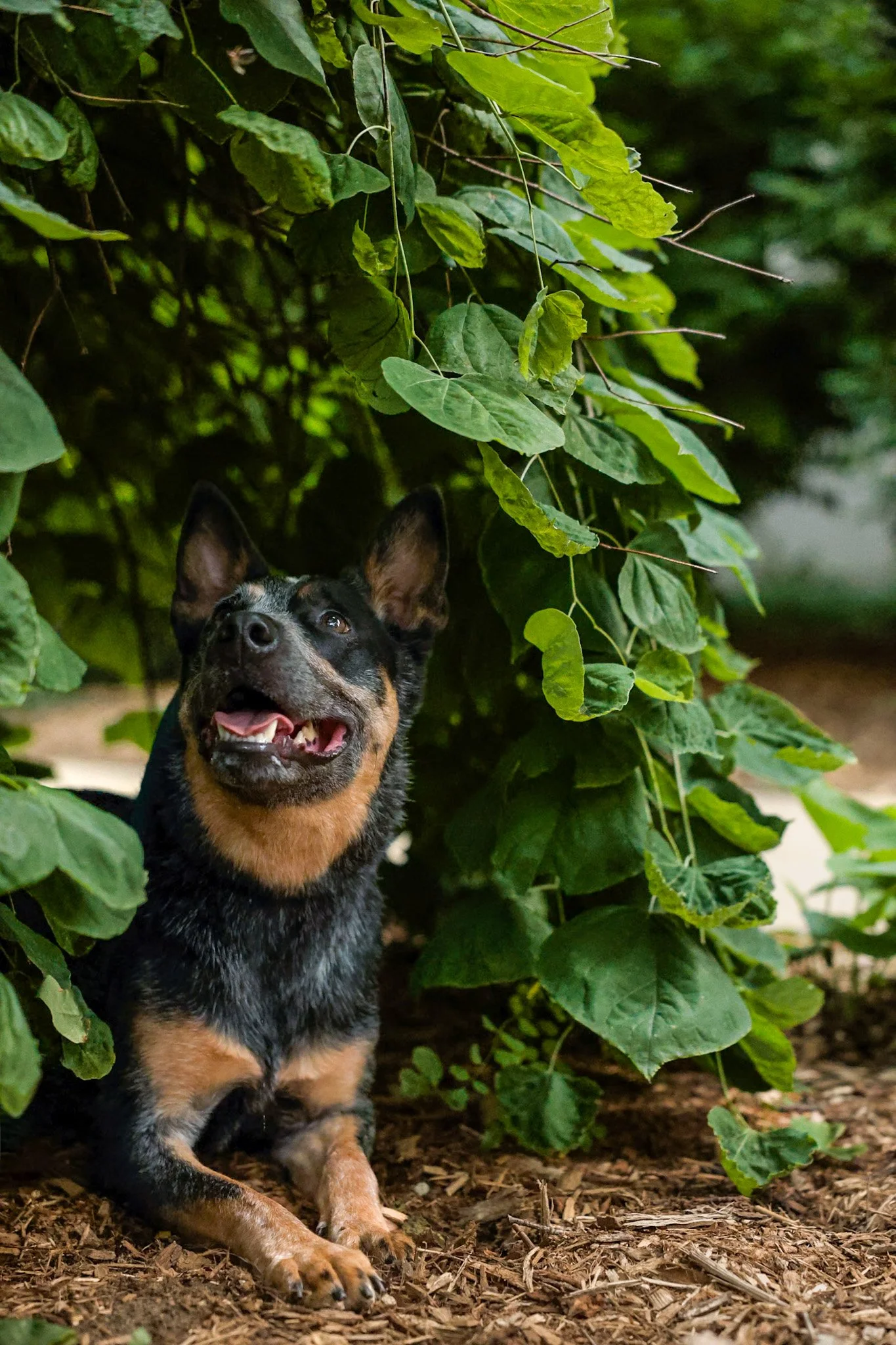 A happy young black and tan dog with a joyful expression, sitting on the ground in front of dense green foliage.