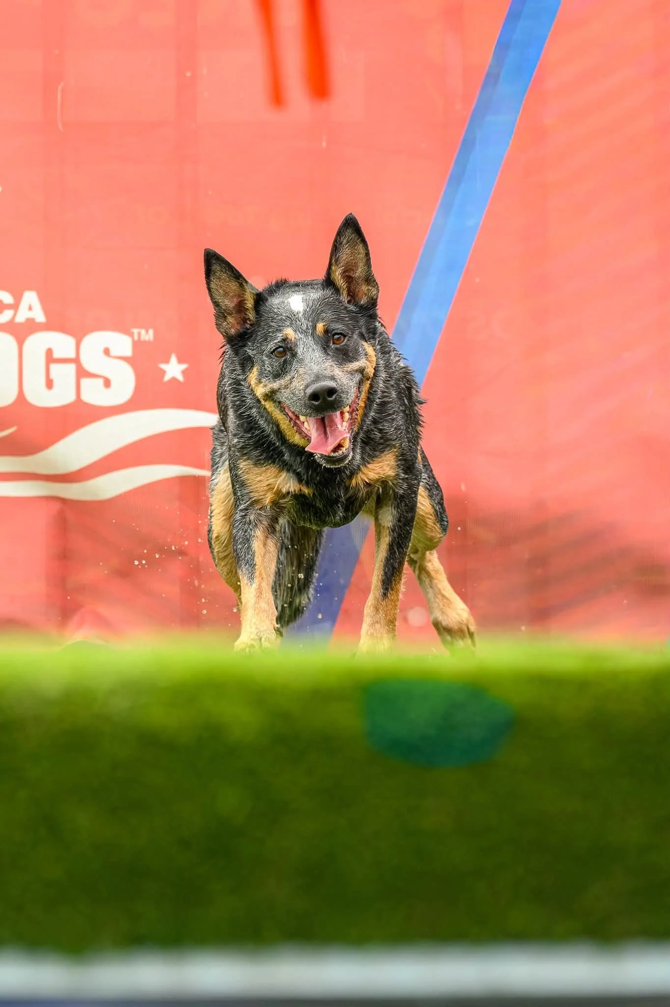 A happy, wet Australian Shepherd dog with black, gray, tan, and white fur, standing on grass in front of a red backdrop with white text and a blue stripe.