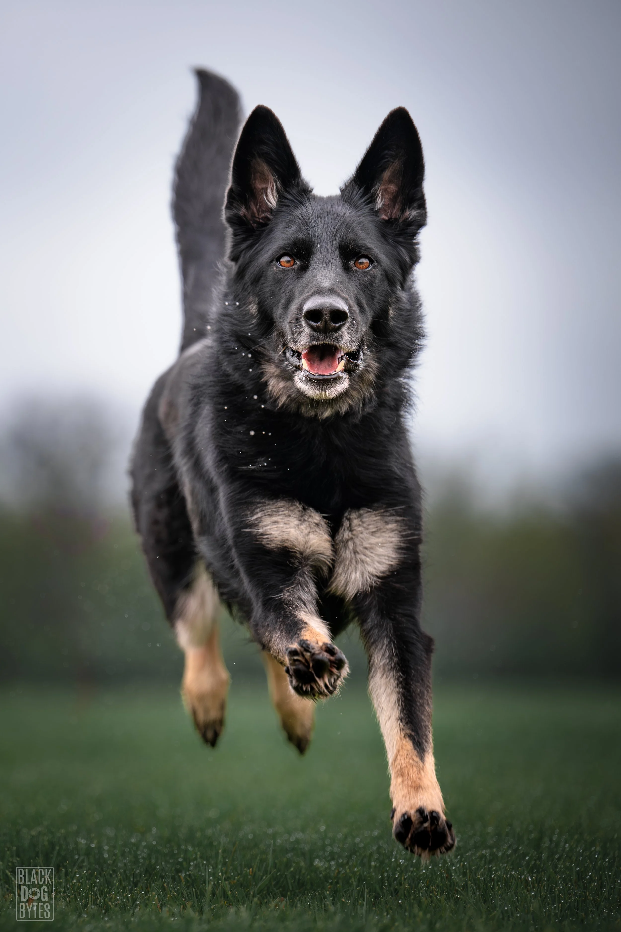 A black and tan Australian Shepherd or Border Collie dog running towards the camera on a grassy field, with a cloudy sky in the background.