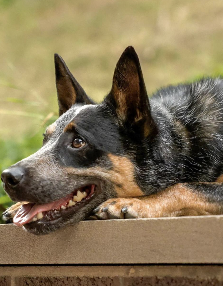 A happy Australian Cattle Dog lying on a wooden surface outdoors, with its head resting on its front paws, looking relaxed.