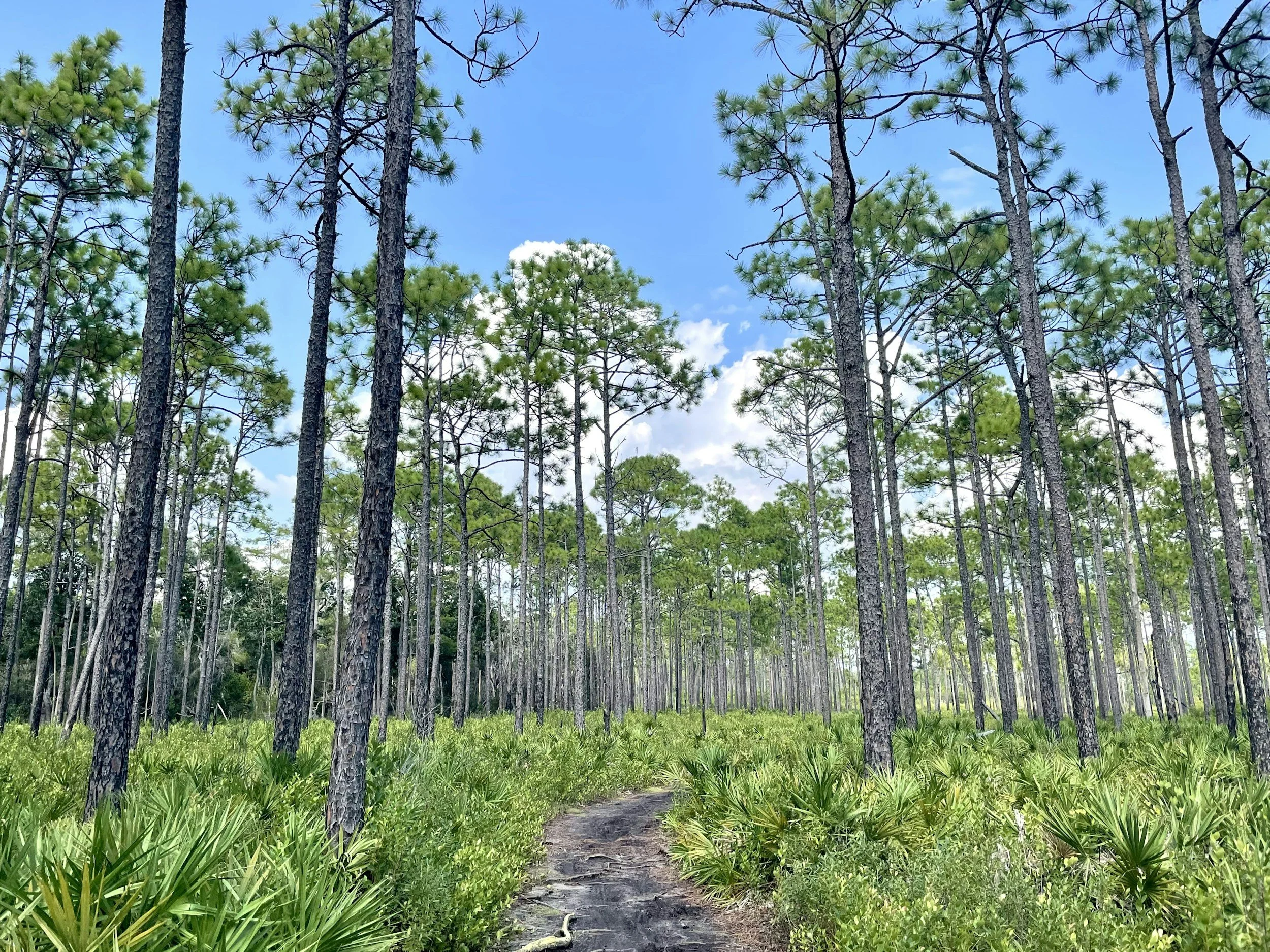 A forest trail lined with tall pine trees and green ground cover, under a bright blue sky with some white clouds.