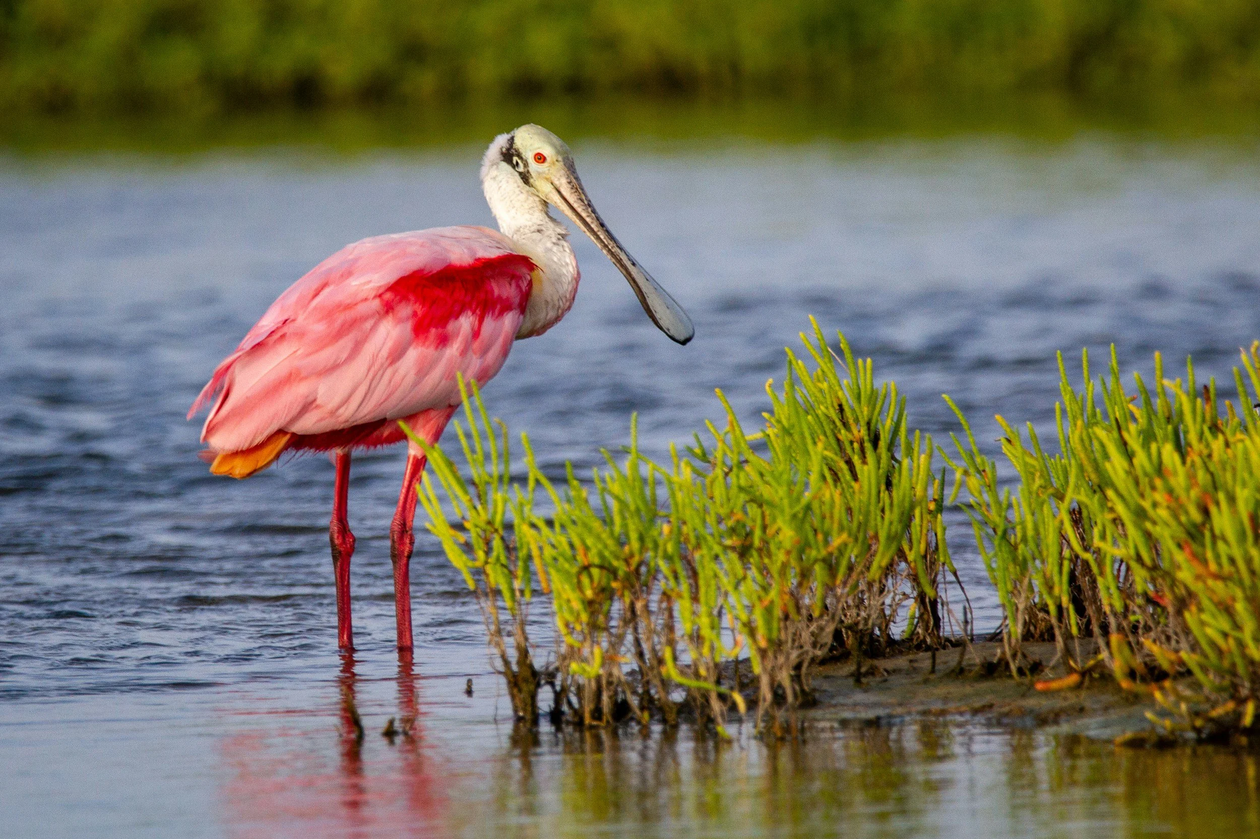 A pink flamingo standing in shallow water near green aquatic plants, with a blurred green background.