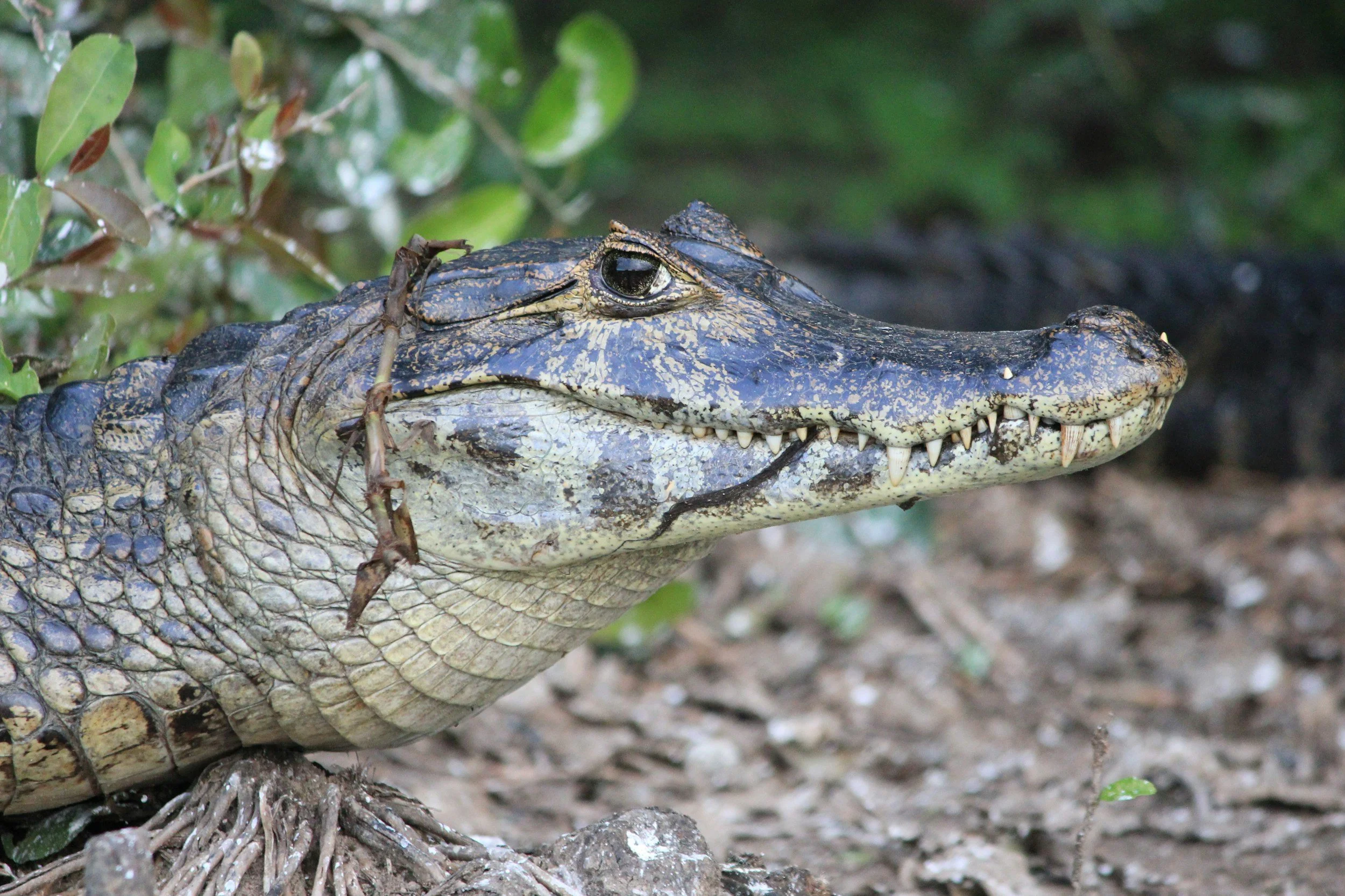 Close-up of a crocodile with part of its head above water near some green plants.