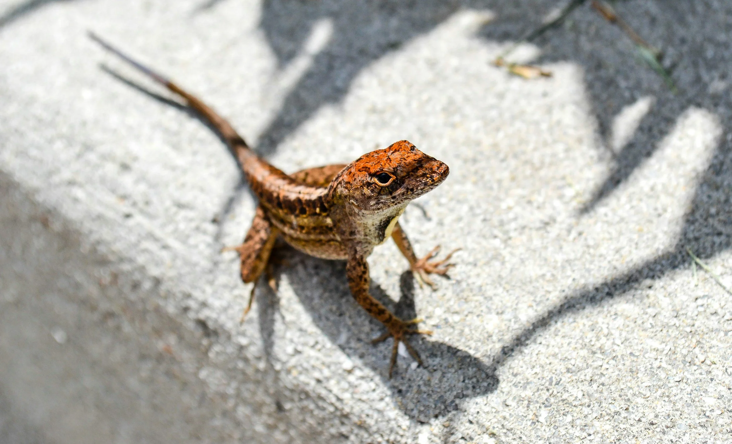 A small brown and orange lizard on a sandy surface, casting a shadow.