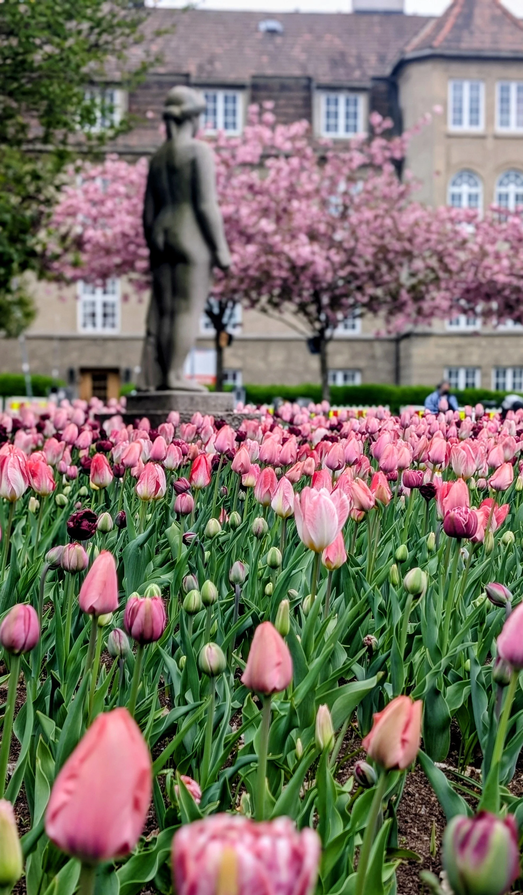 Felt med pink tulipblomster foran en statue av en kvinne, bak en rekke små trær med rosa blomster og en bygning med rød tak.