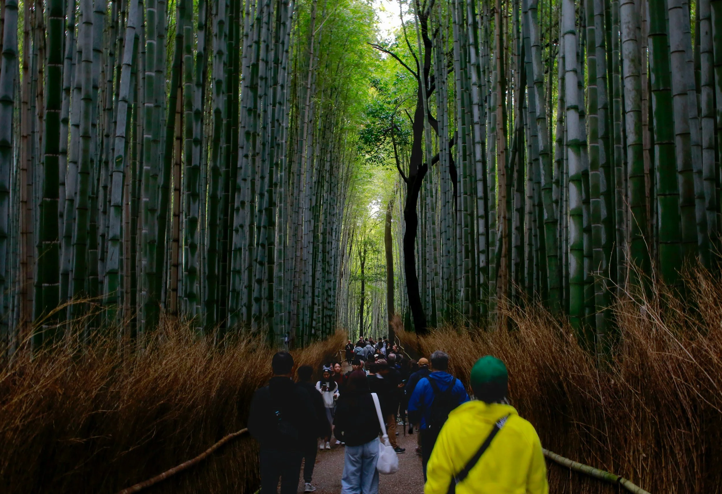 Kyoto Bamboo forest