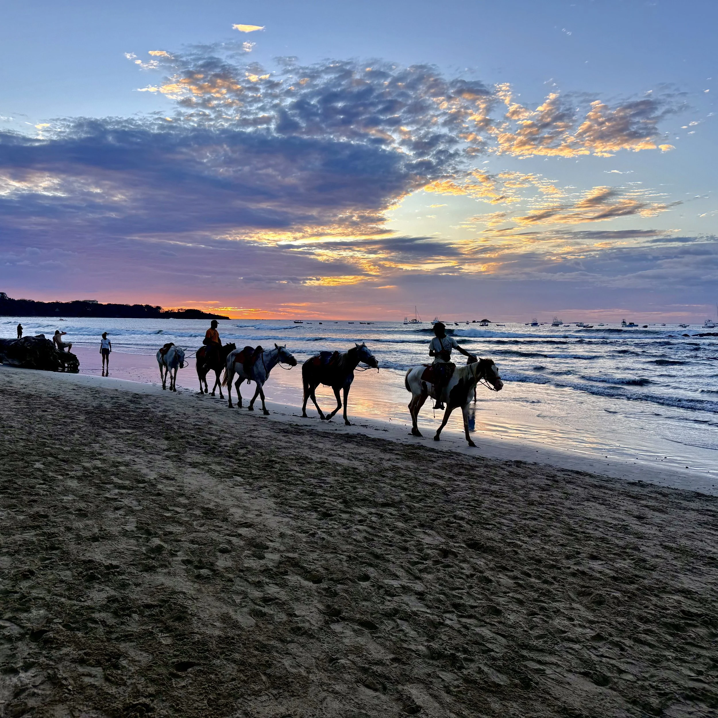 Horses on Tamarindo beach at sunset