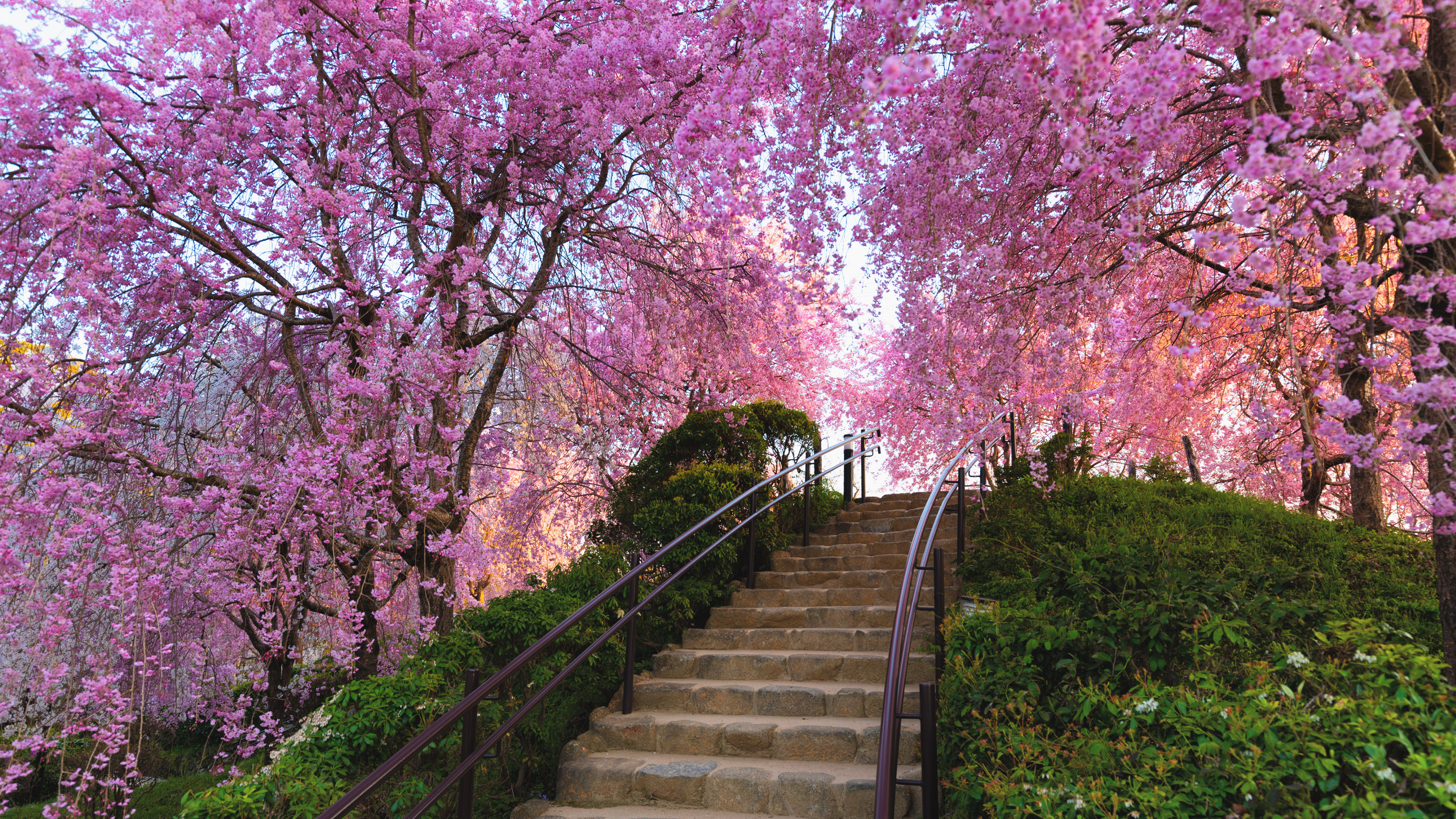 Cheery Blossoms Japan