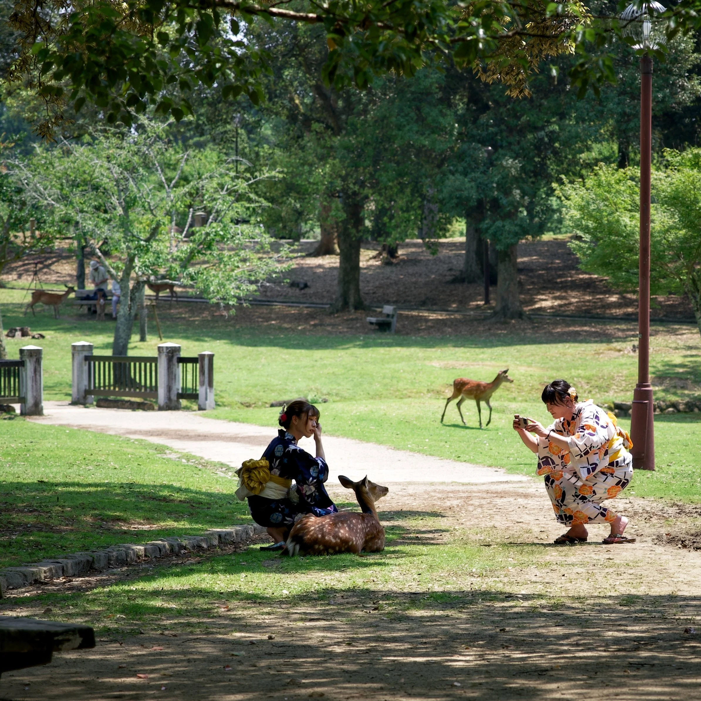Japanese girls taking photo with deer