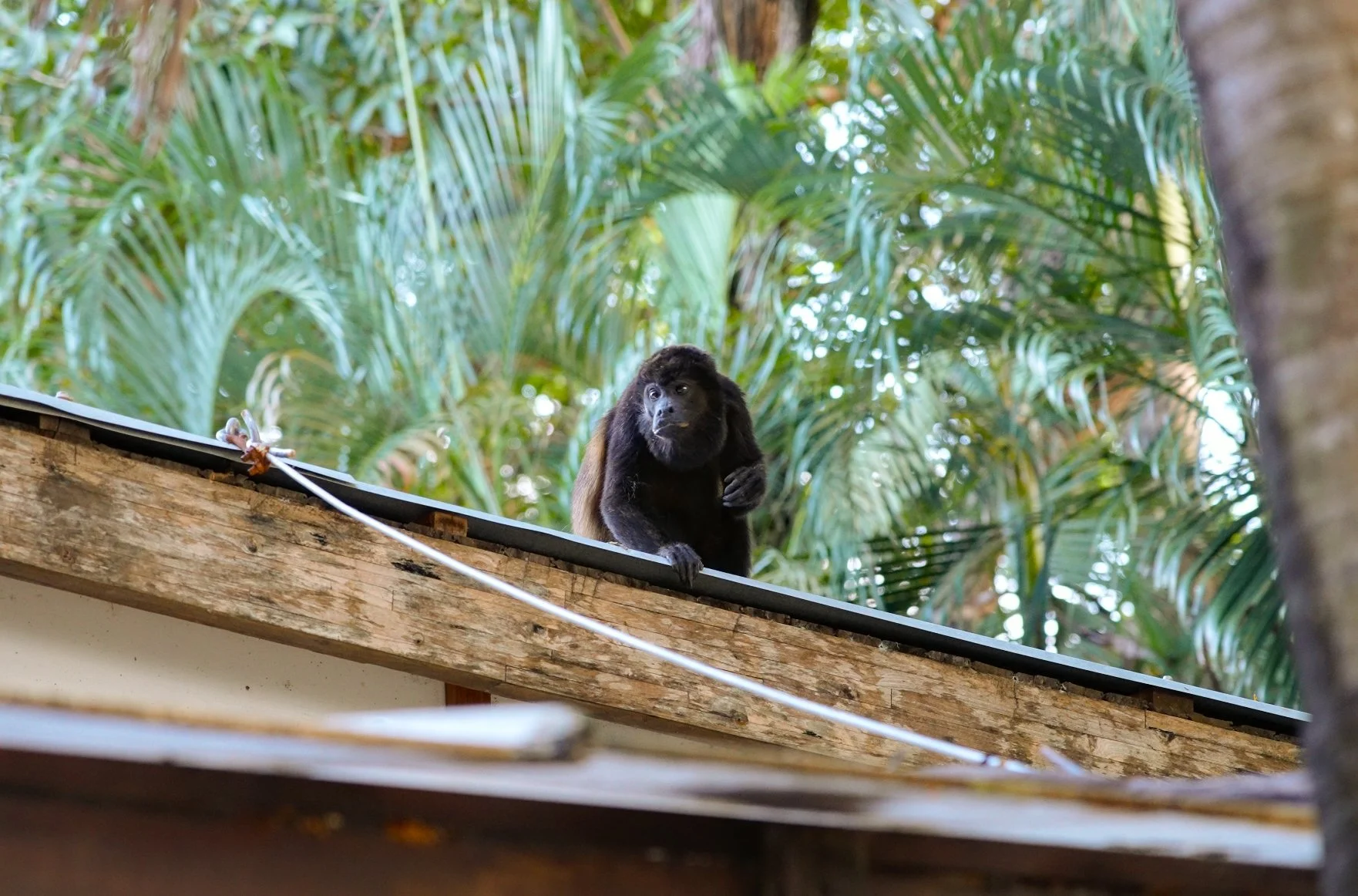 Black Monkey Costa Rica