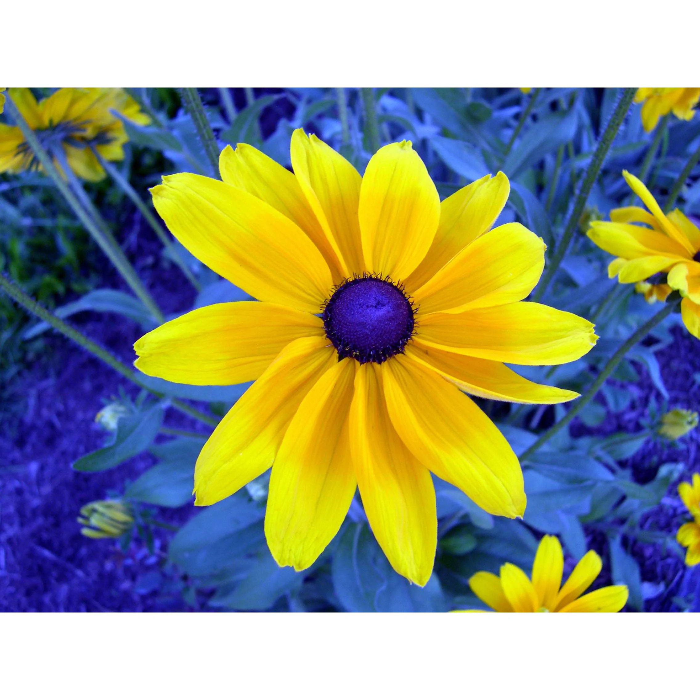 Blue-eyed Susan