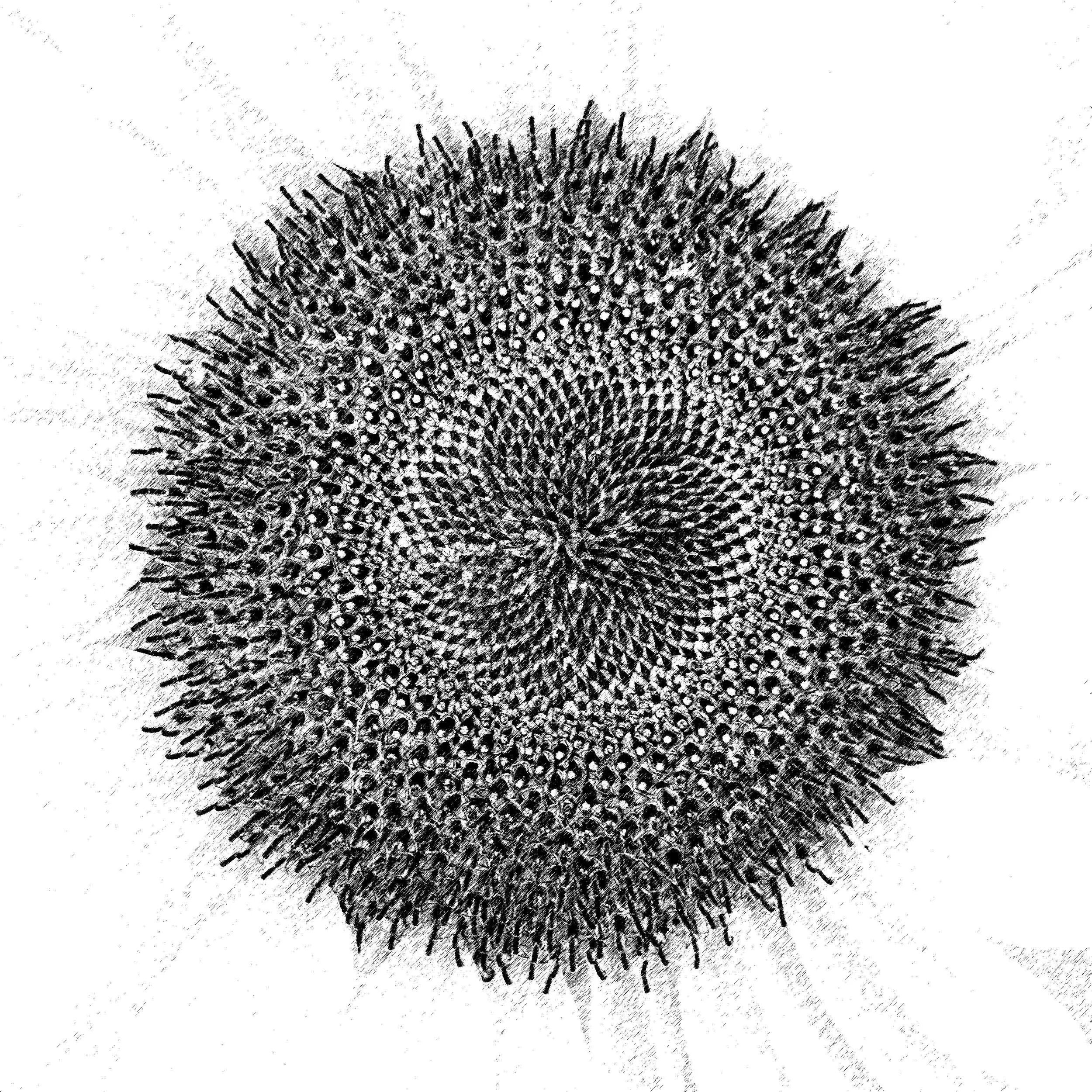 Fibonacci Joy