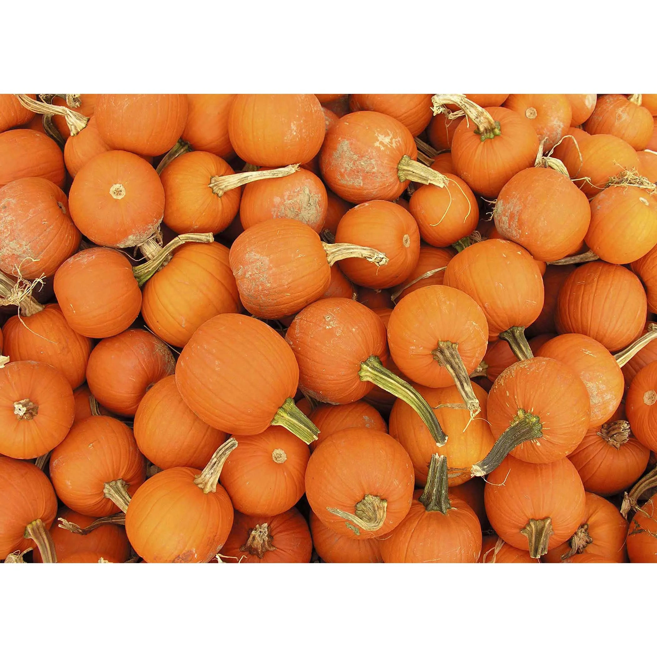 Pile O' Pumpkins