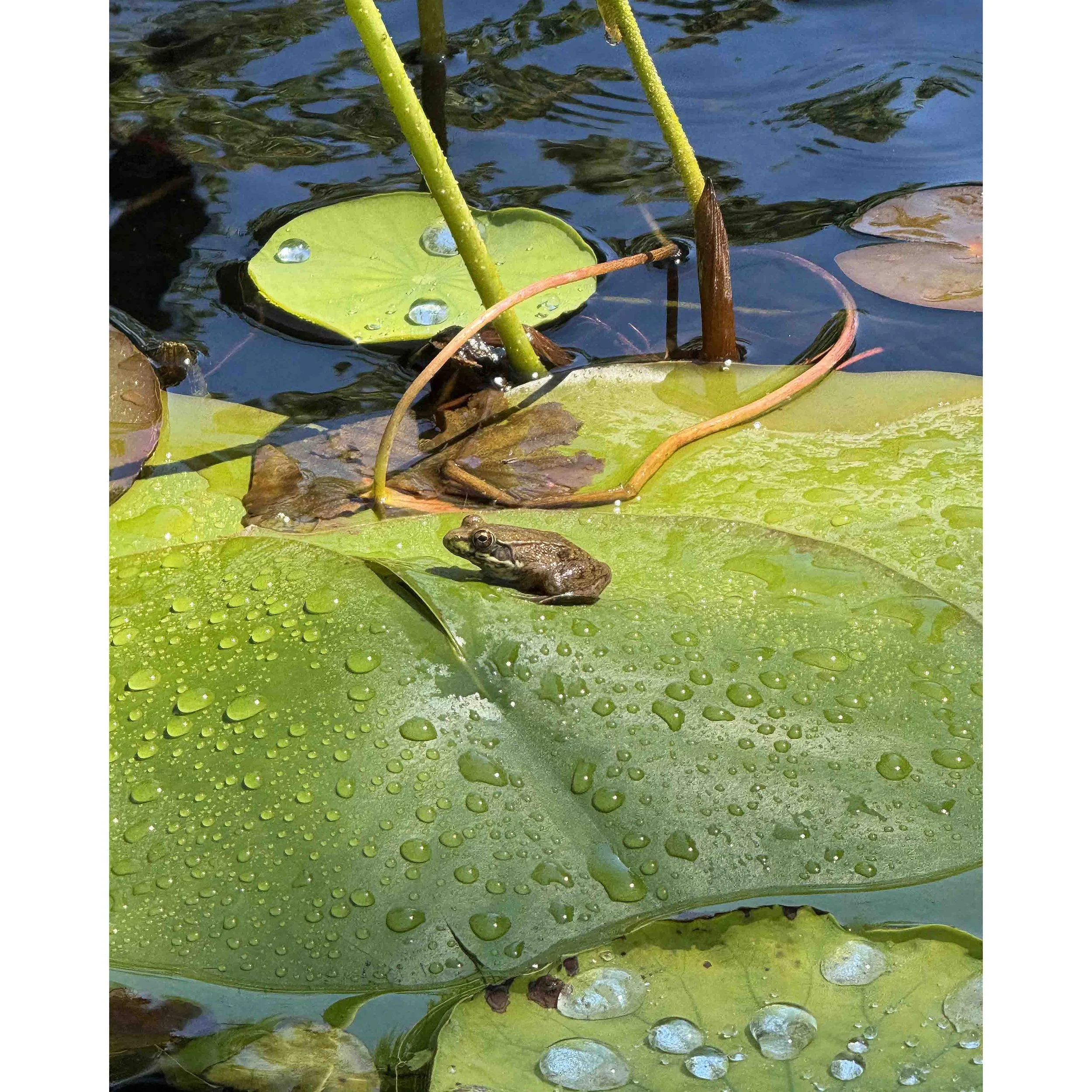 Lily Pad Lounge