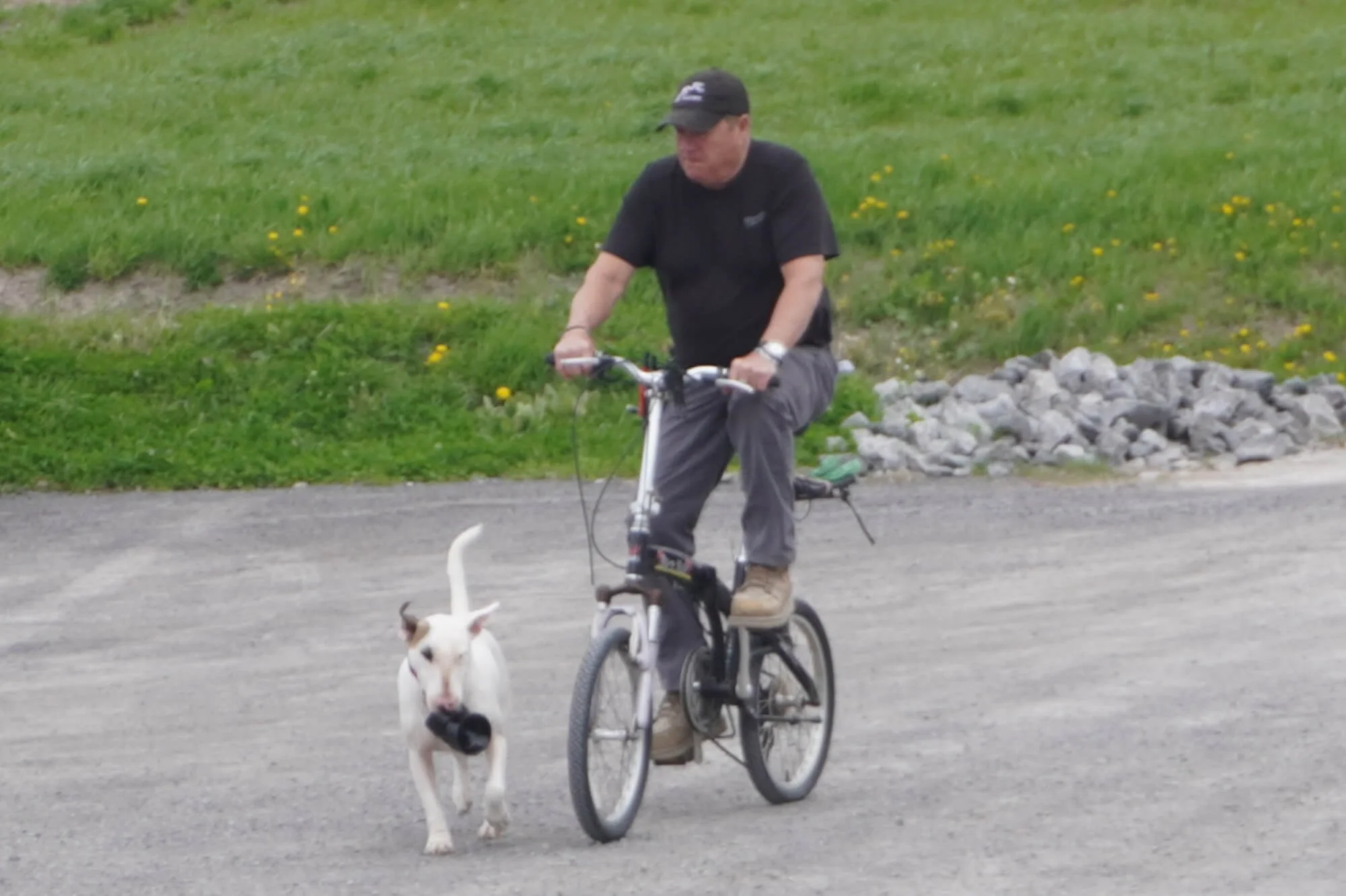 A person riding a bicycle with a dog walking alongside on a leash in a park or outdoor area with grass and yellow flowers.