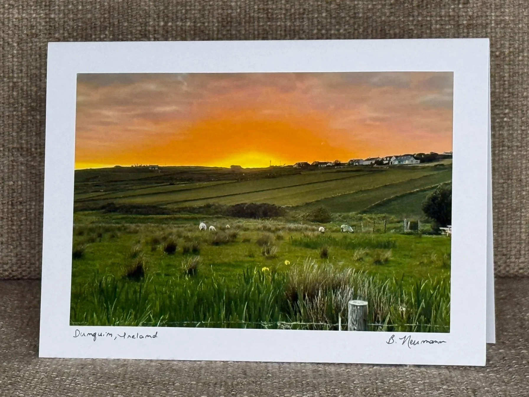 Sunset over green fields with grazing sheep in Dungarvan, Ireland.