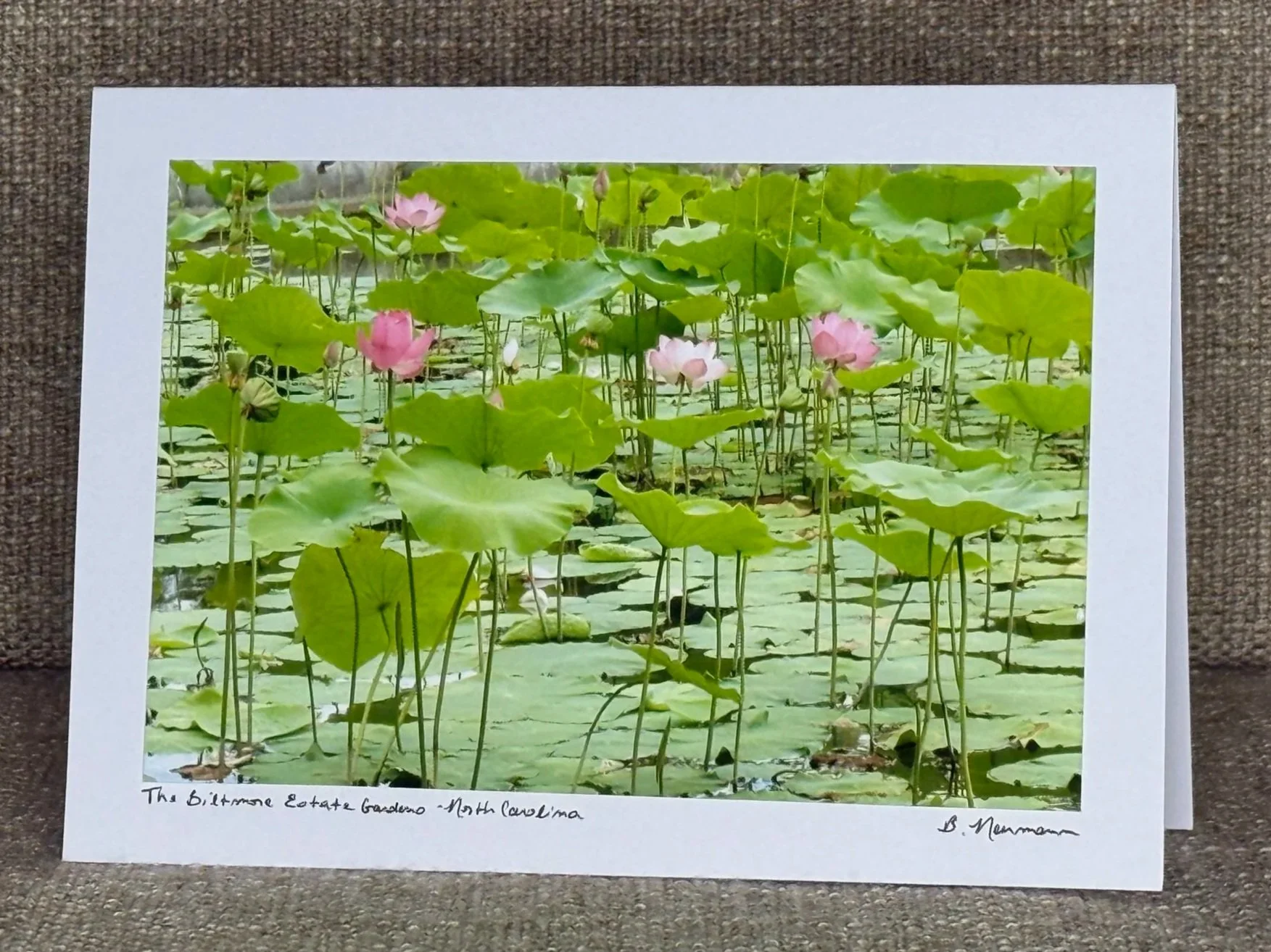 Photograph of a pond with blooming pink lotuses and green lily pads, mounted on a white mat with handwritten notes mentioning the location as 'The Bitterroot Estate Gardens - North Carolina' and signed by B. Newman.