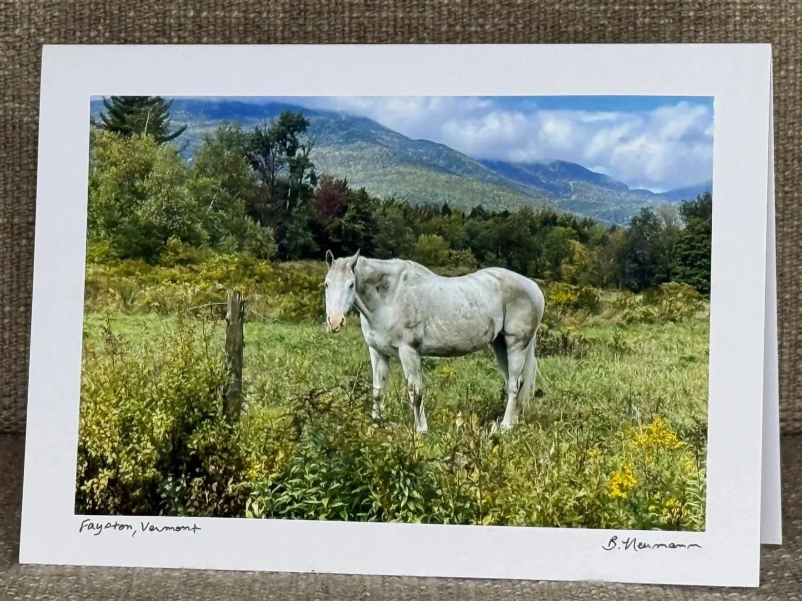 A printed photograph of a white horse standing in a green field with bushes, trees, and mountains in the background. The photograph has a white border with handwritten text that says "Fayston, Vermont" on the bottom left and a signature on the bottom