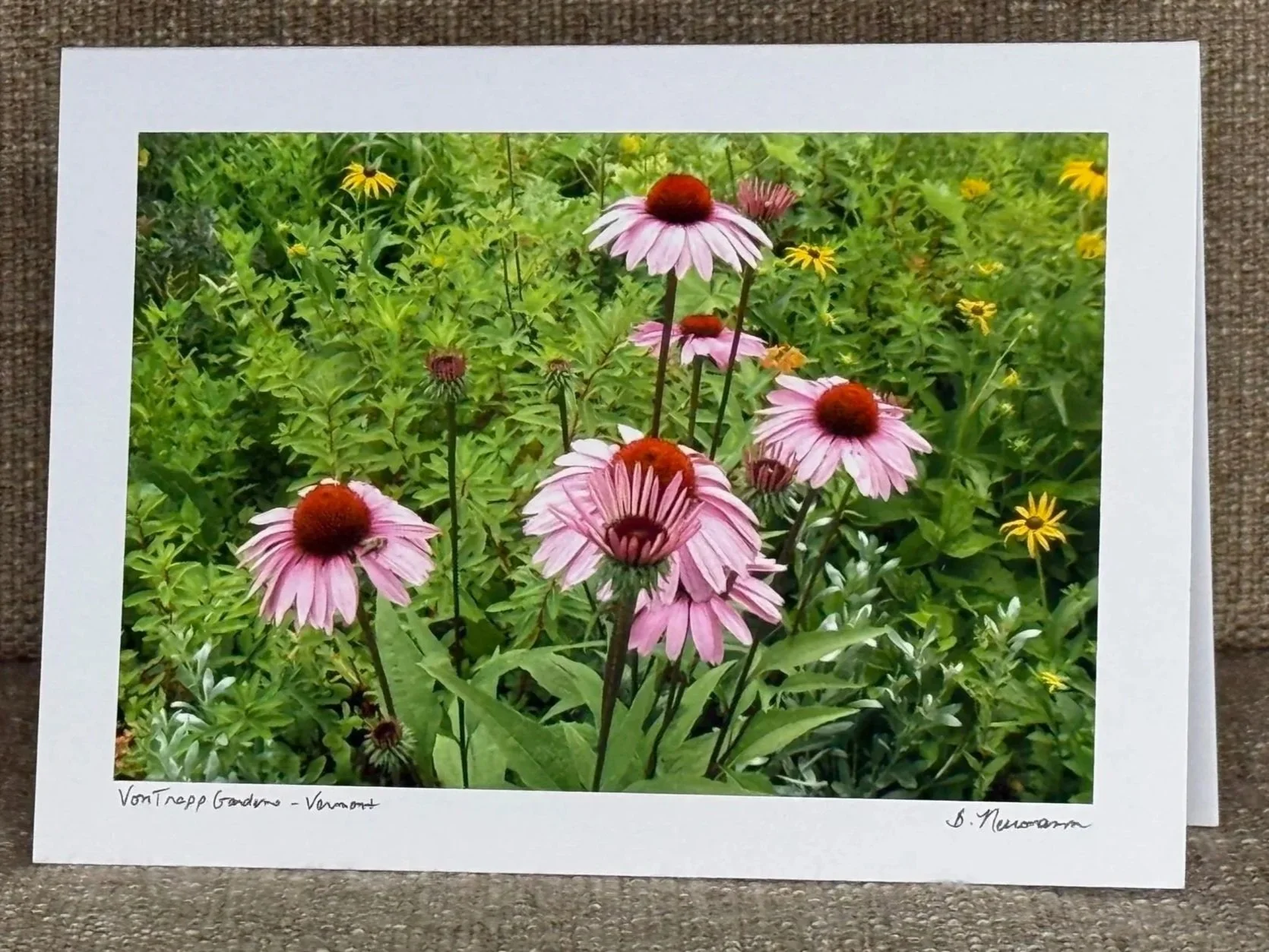 Printed photograph of pink coneflowers in a garden with green foliage and small yellow flowers, bordered with white paper.