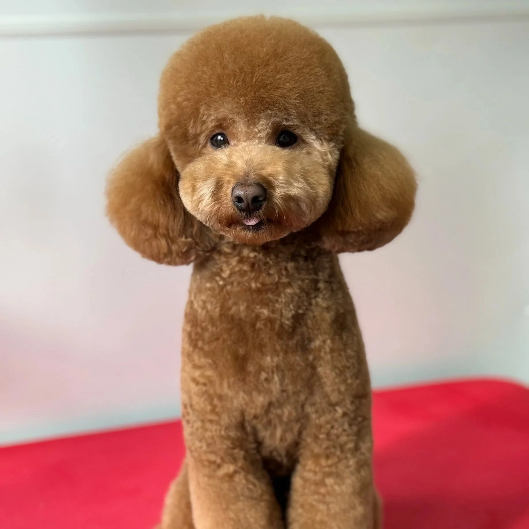 Linky's Pet Parlour Booking Fee