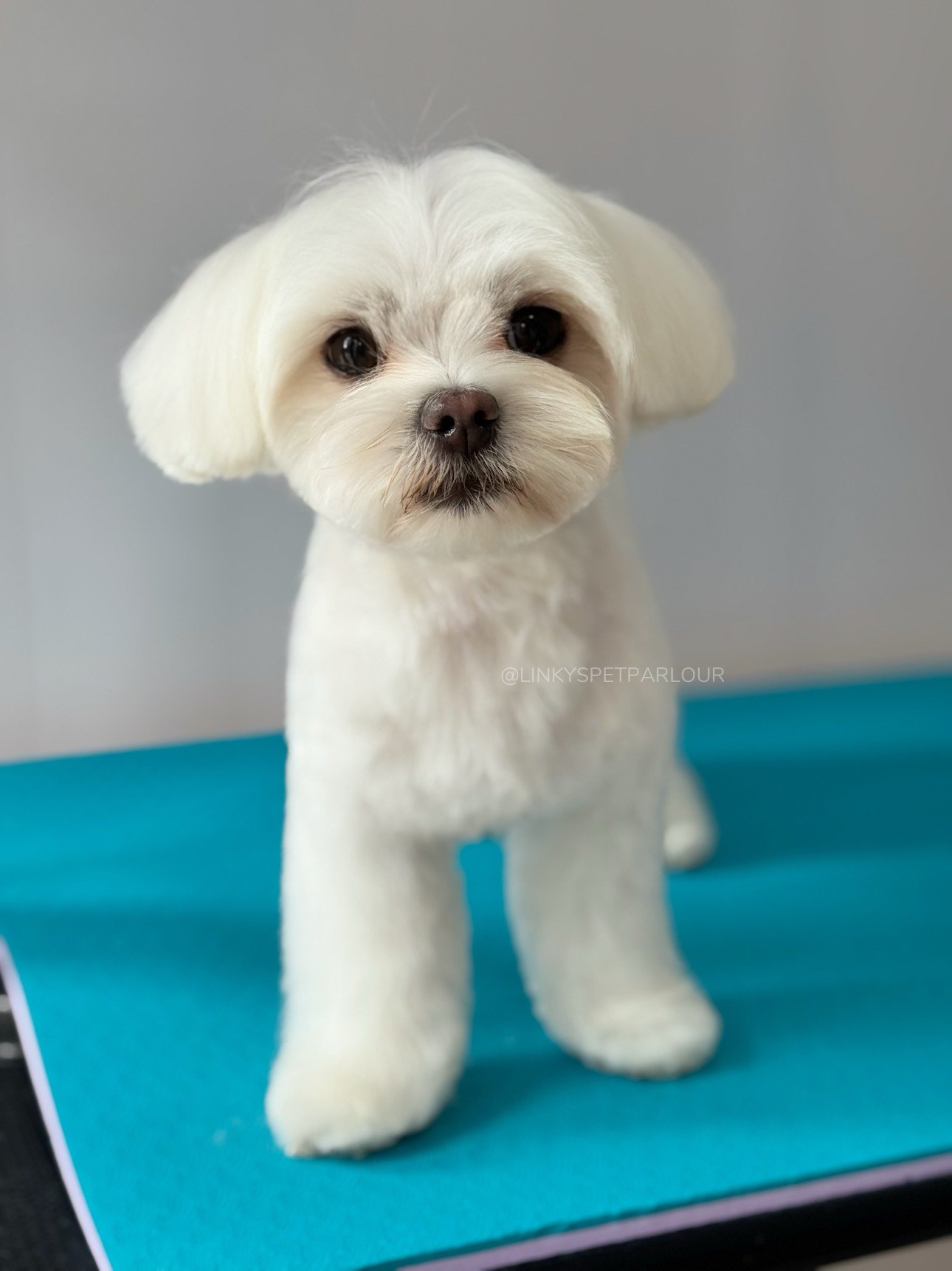 Linky's Pet Parlour Instagram