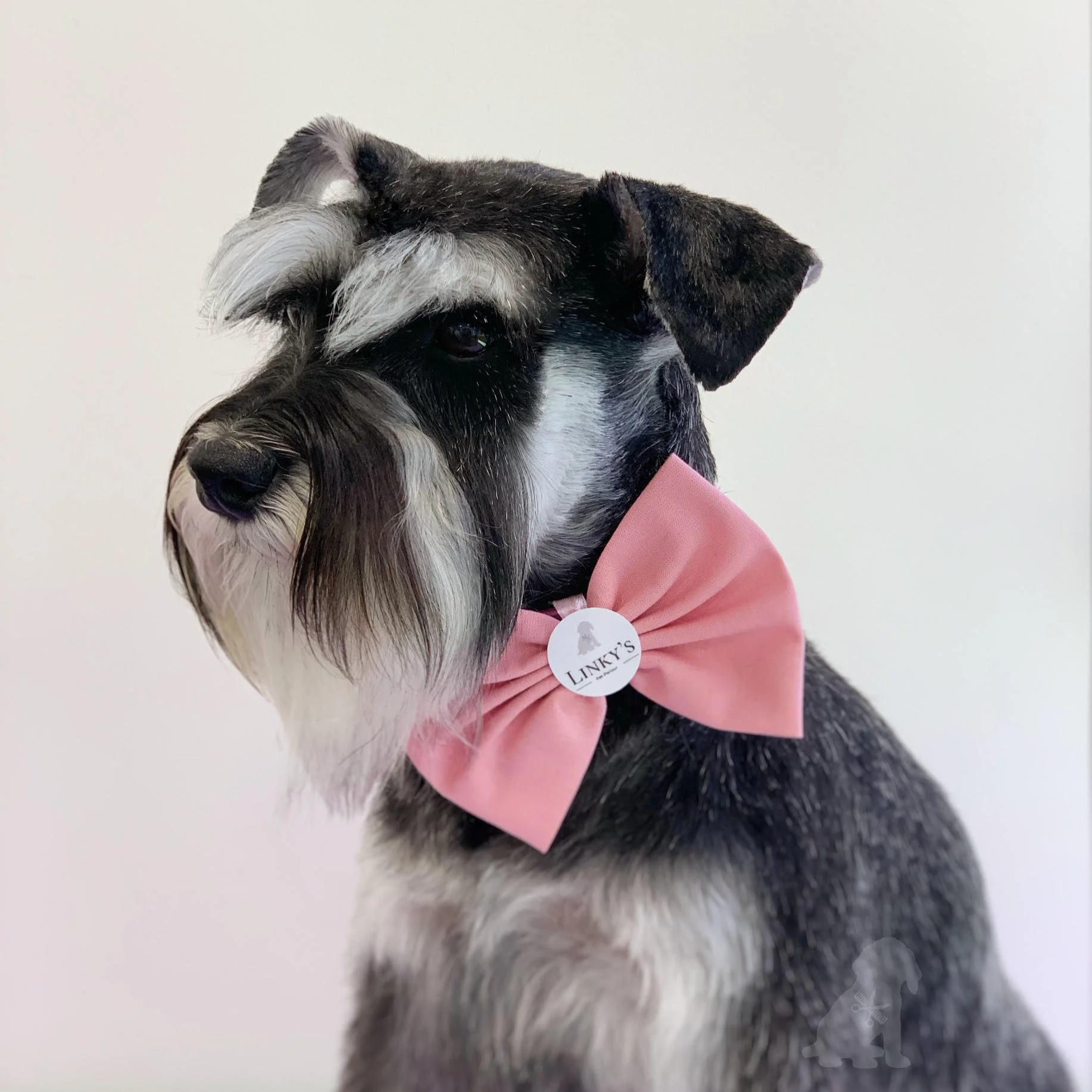 Close-up of a miniature schnauzer, wearing a pink bowtie with a round tag reading "Linky's." The background is plain and light-colored.