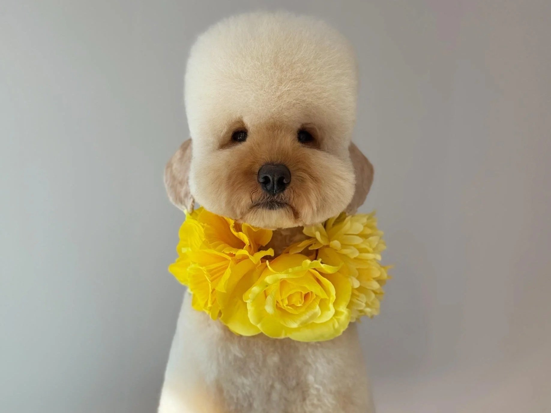 Linky's Pet Parlour One to One Grooming