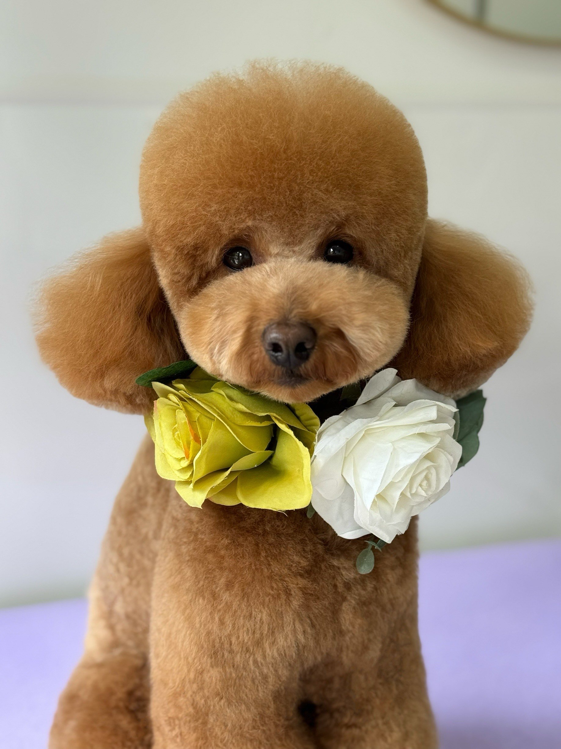 Poodle, Asian Fusion, Teddy, Puppy