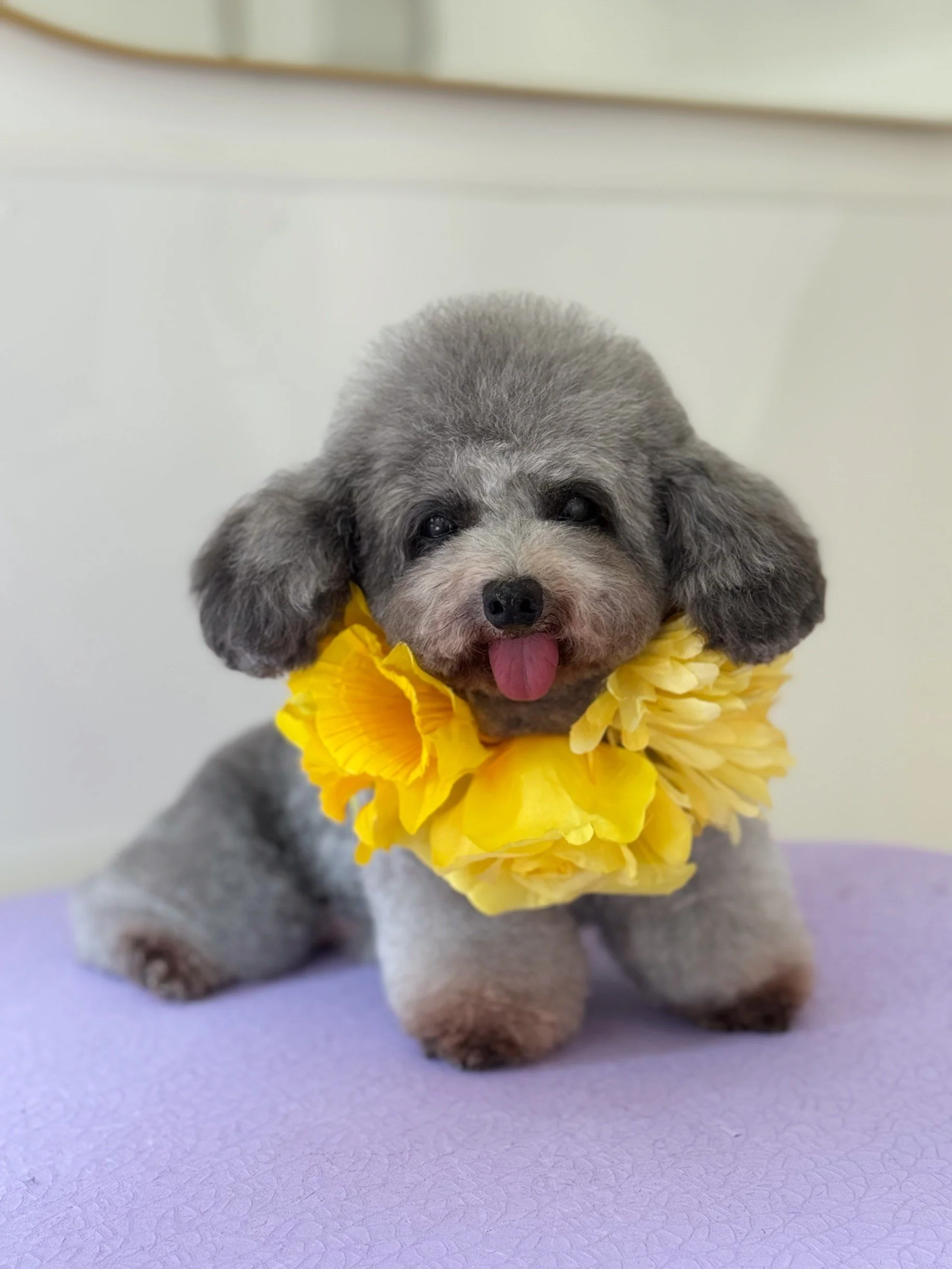 Linky's Pet Parlour Instagram