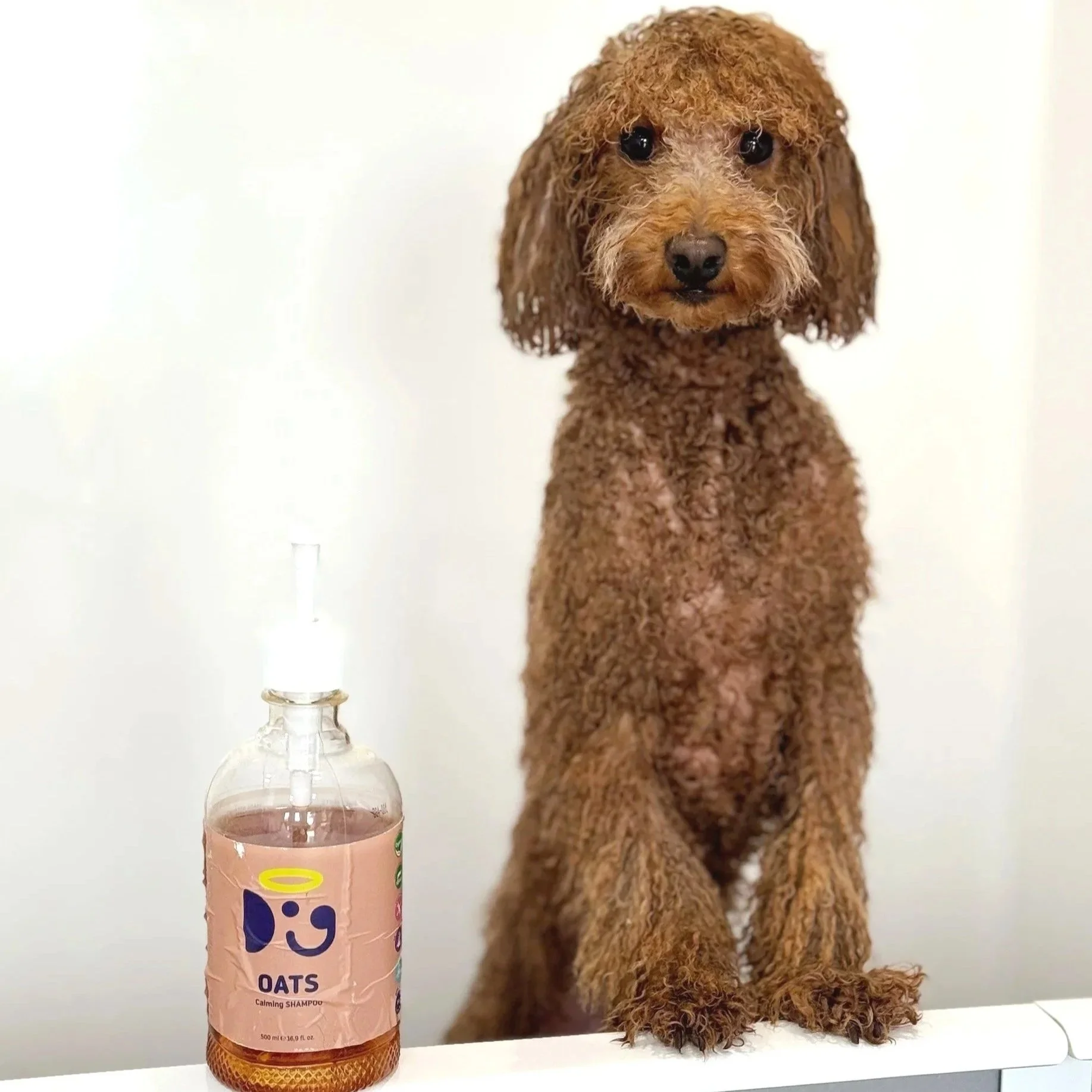 A brown curly-haired dog sitting beside a partially visible bottle of Oats calming shampoo, with a white background.