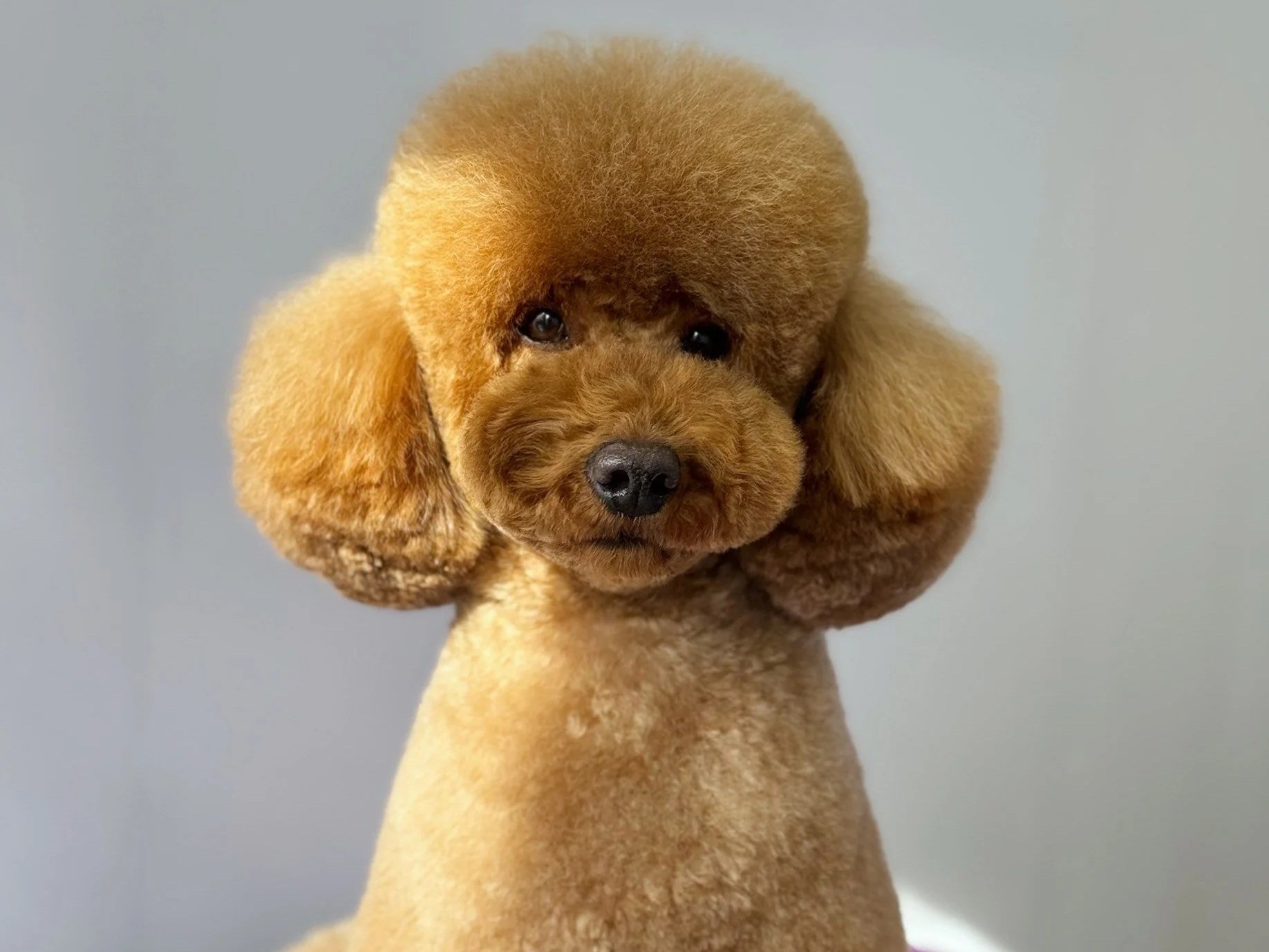 Linky's Pet Parlour Asian Fusion Grooming