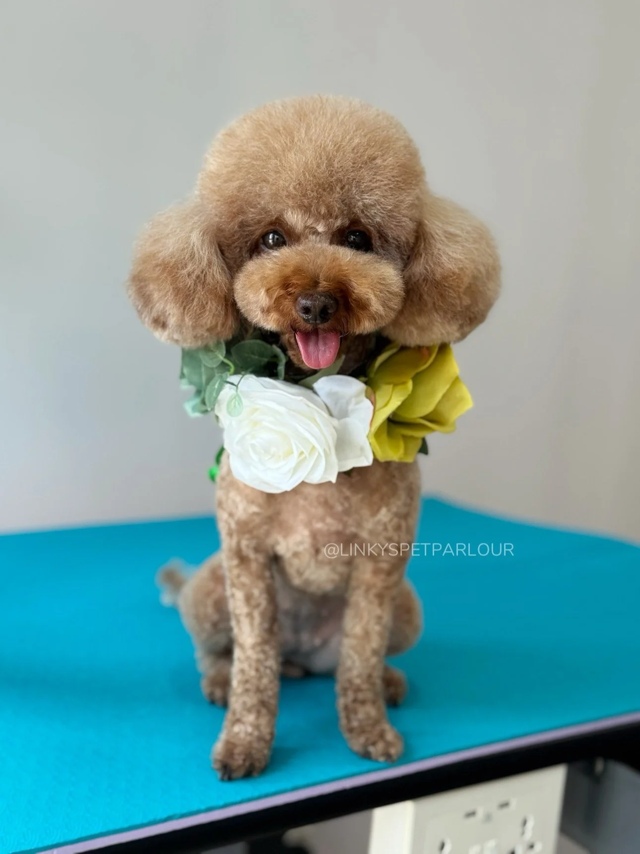 Linky's Pet Parlour Instagram