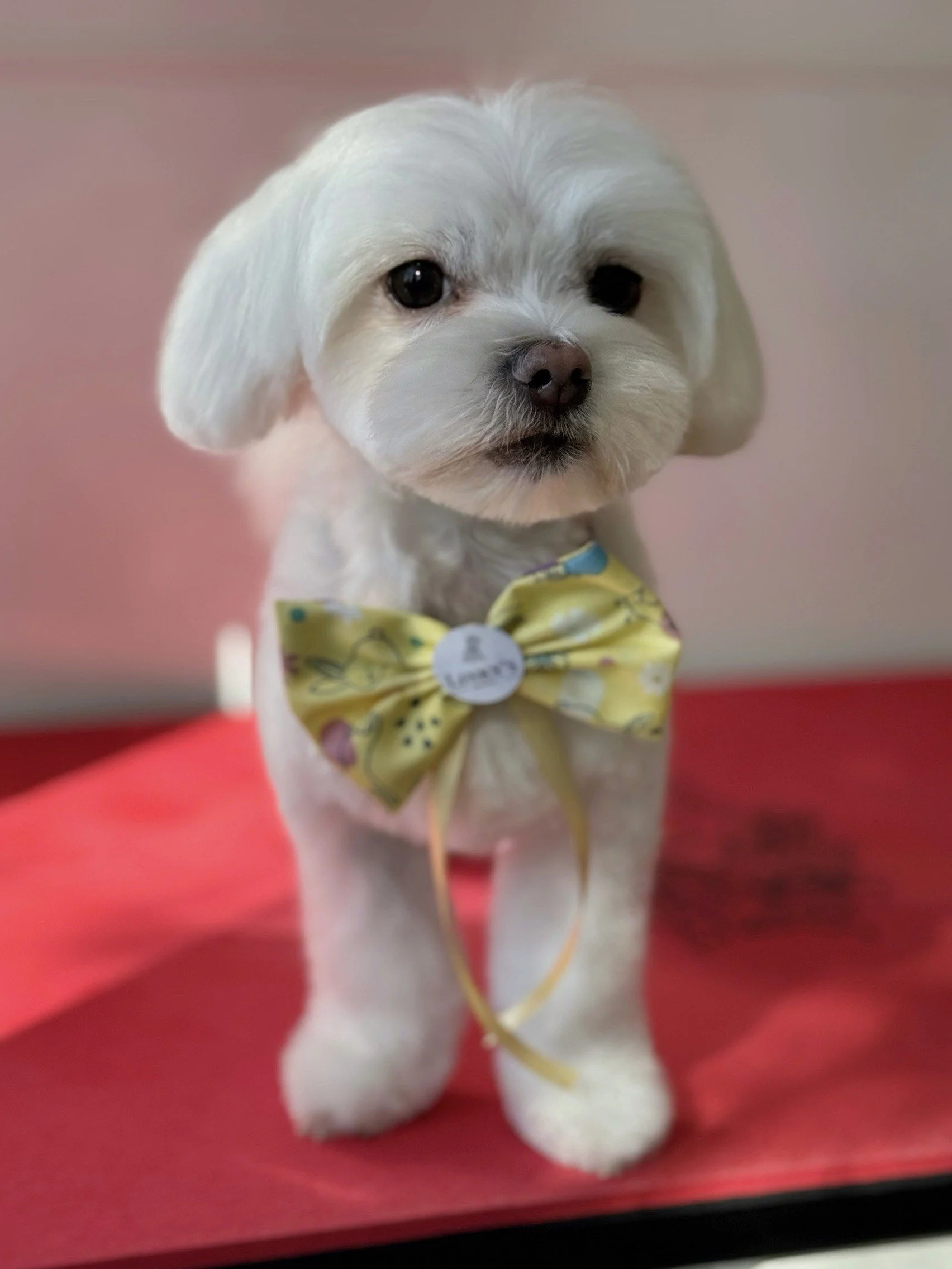 Linky's Pet Parlour Register
