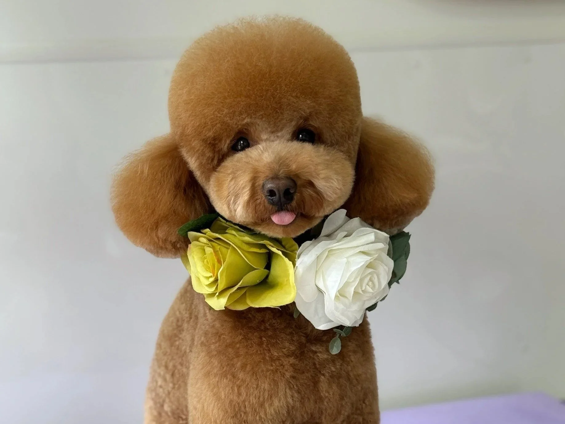 Linky's Pet Parlour Holistic Grooming