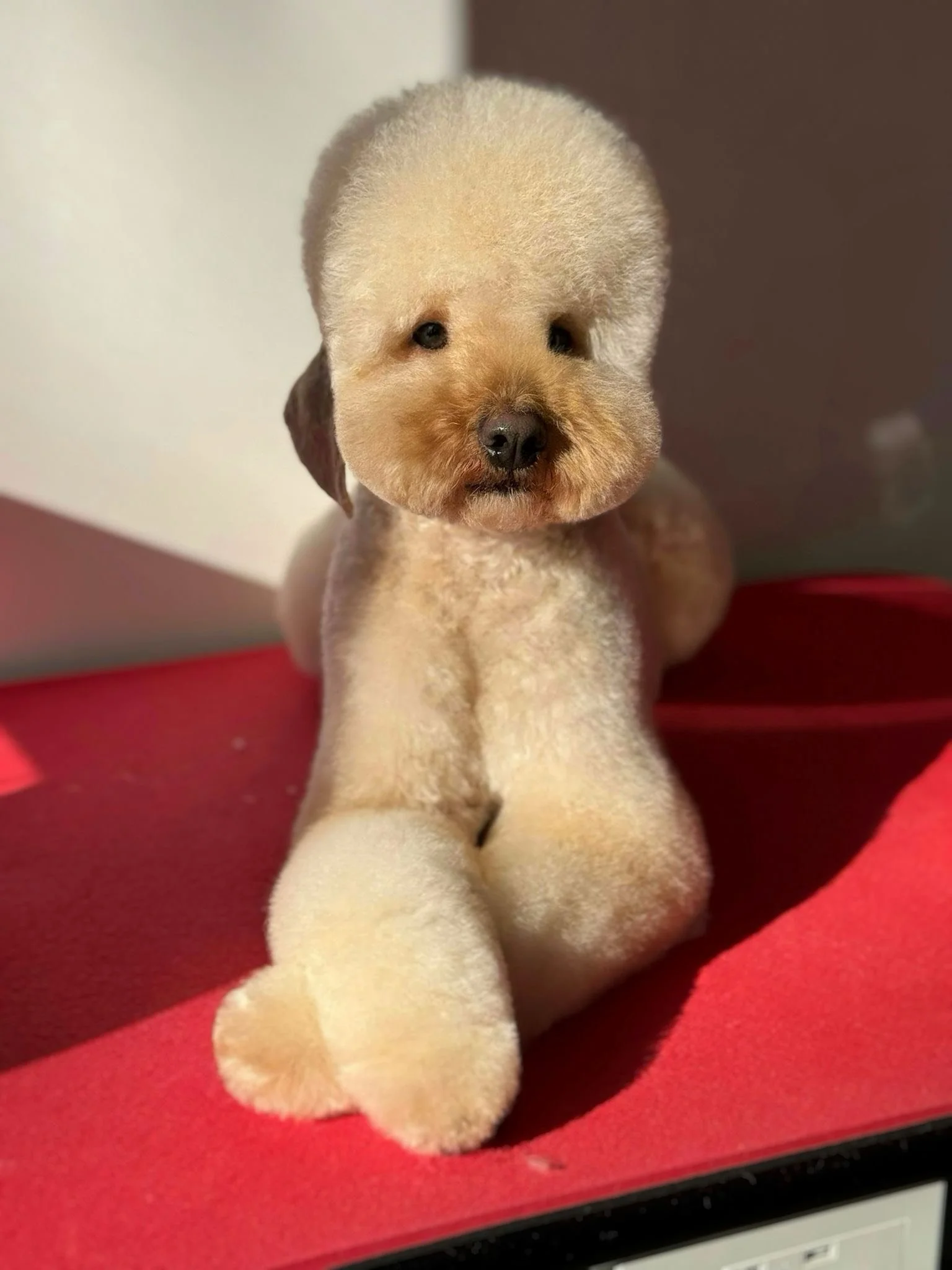 A poodle with a puppy face, light cream fur on the face and dark brown tones on ears, sitting on a red anti-fatigue mat.