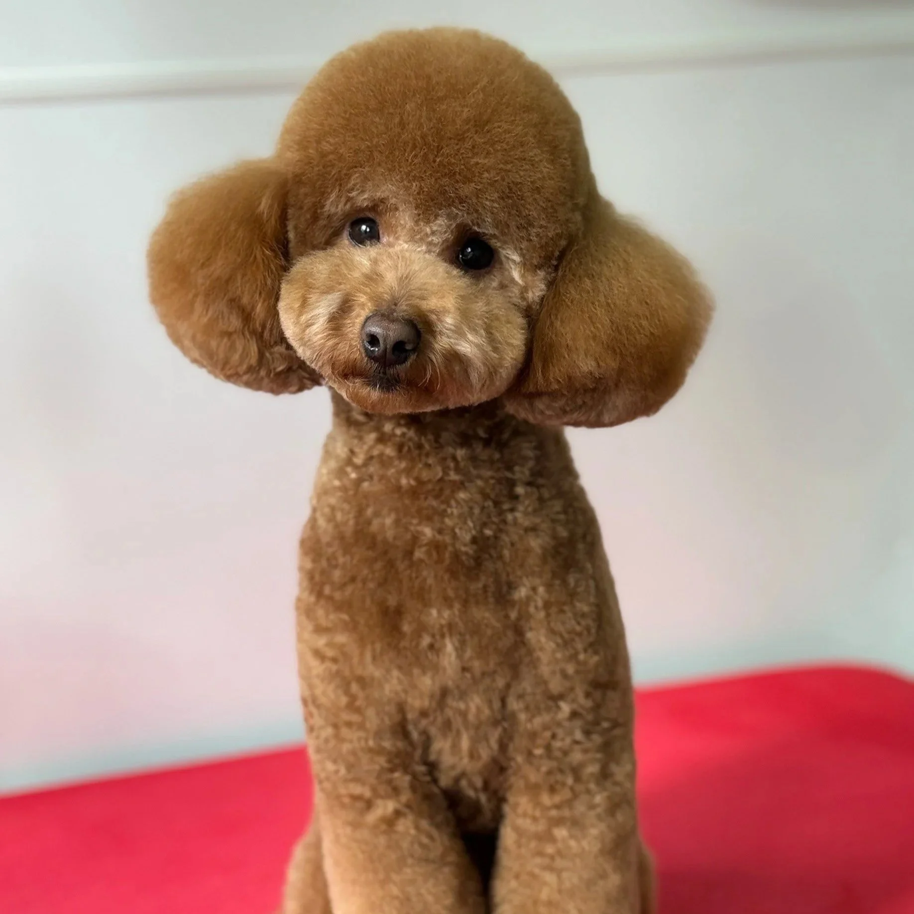 Linky's Pet Parlour Meet and Treat